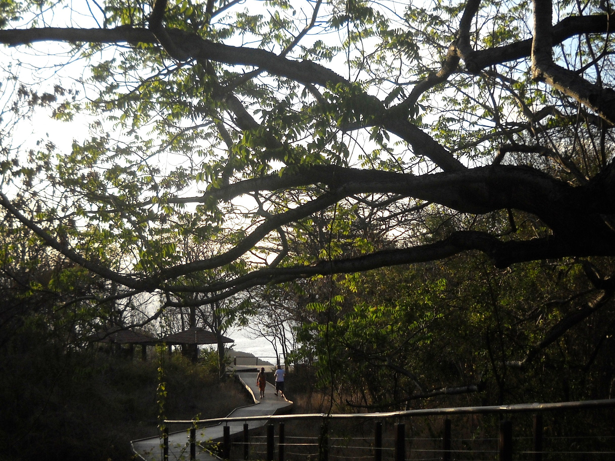Nikon Coolpix L20 sample photo. Tree photography