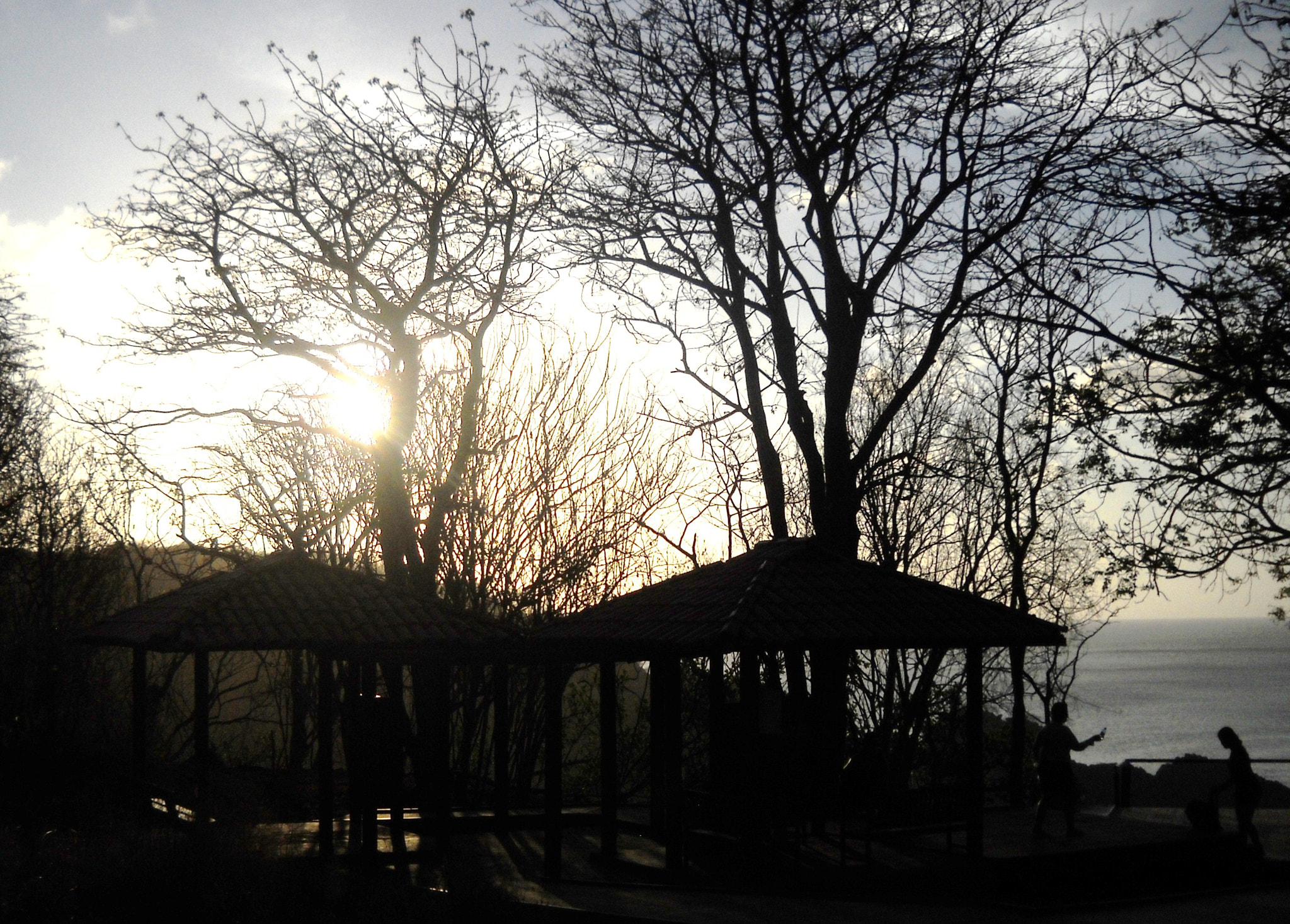Nikon Coolpix L20 sample photo. Tree photography