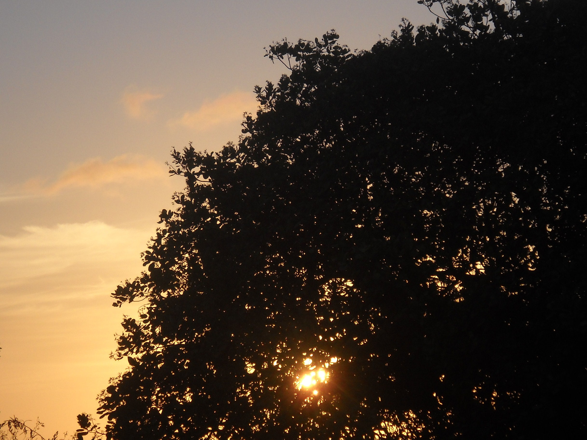 Nikon Coolpix L20 sample photo. Tree photography
