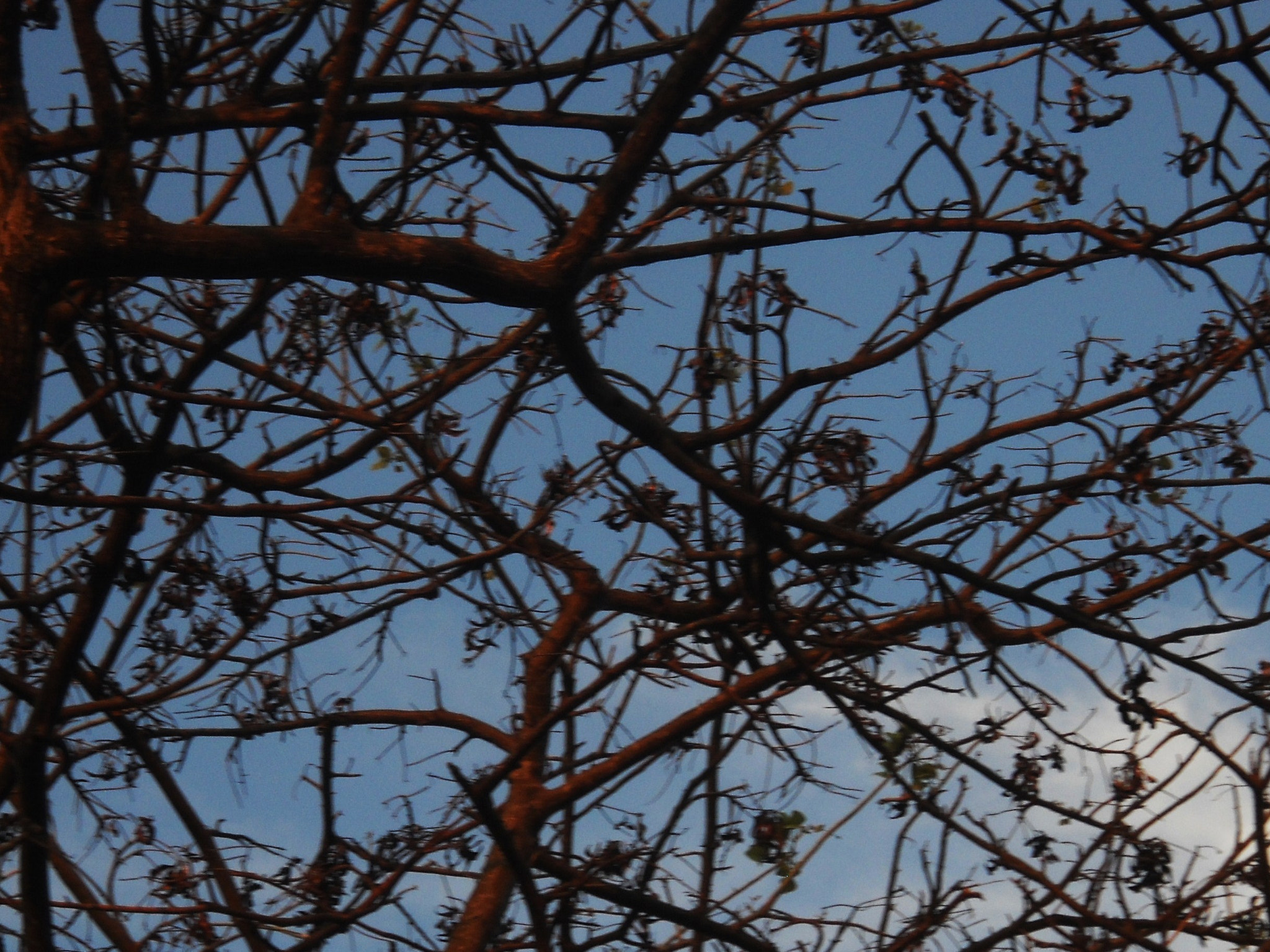 Nikon Coolpix L20 sample photo. Tree photography