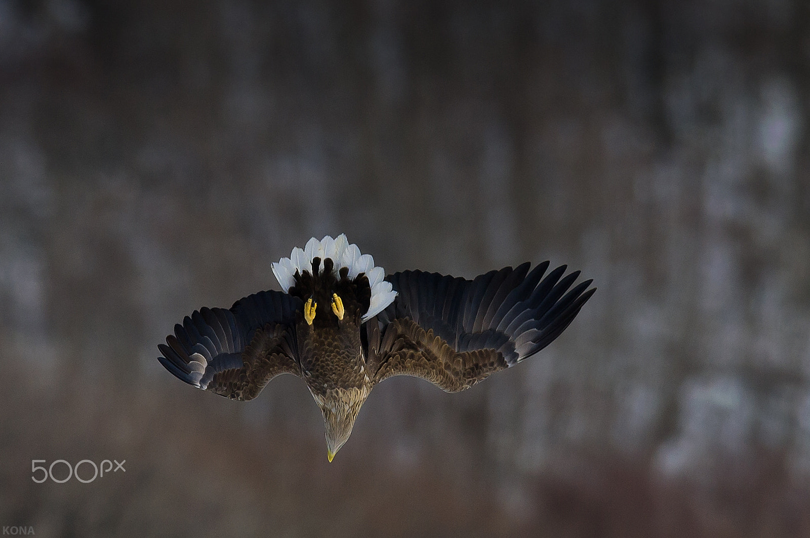 Nikon AF-S Nikkor 400mm F2.8G ED VR II sample photo. Ojirowasi photography