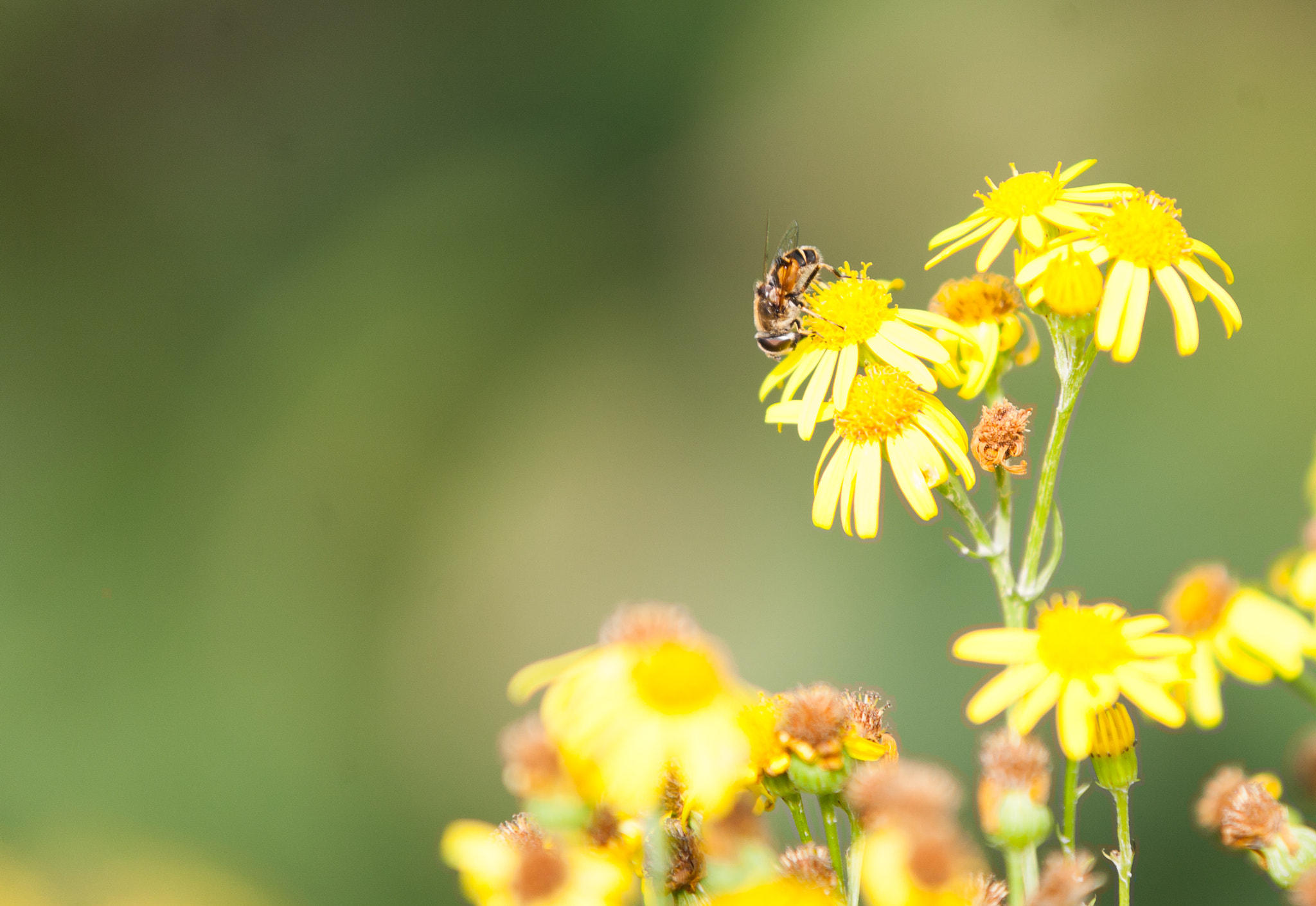 Canon EOS 5D + Sigma 70-200mm F2.8 EX DG OS HSM sample photo. Untitled photography