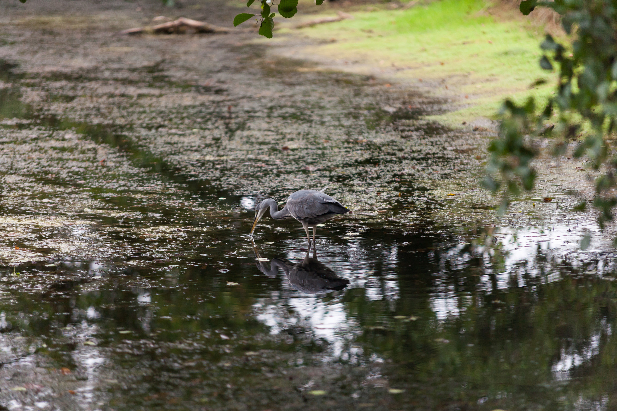 Canon EOS 5D + Sigma 70-200mm F2.8 EX DG OS HSM sample photo. Heron feeding photography