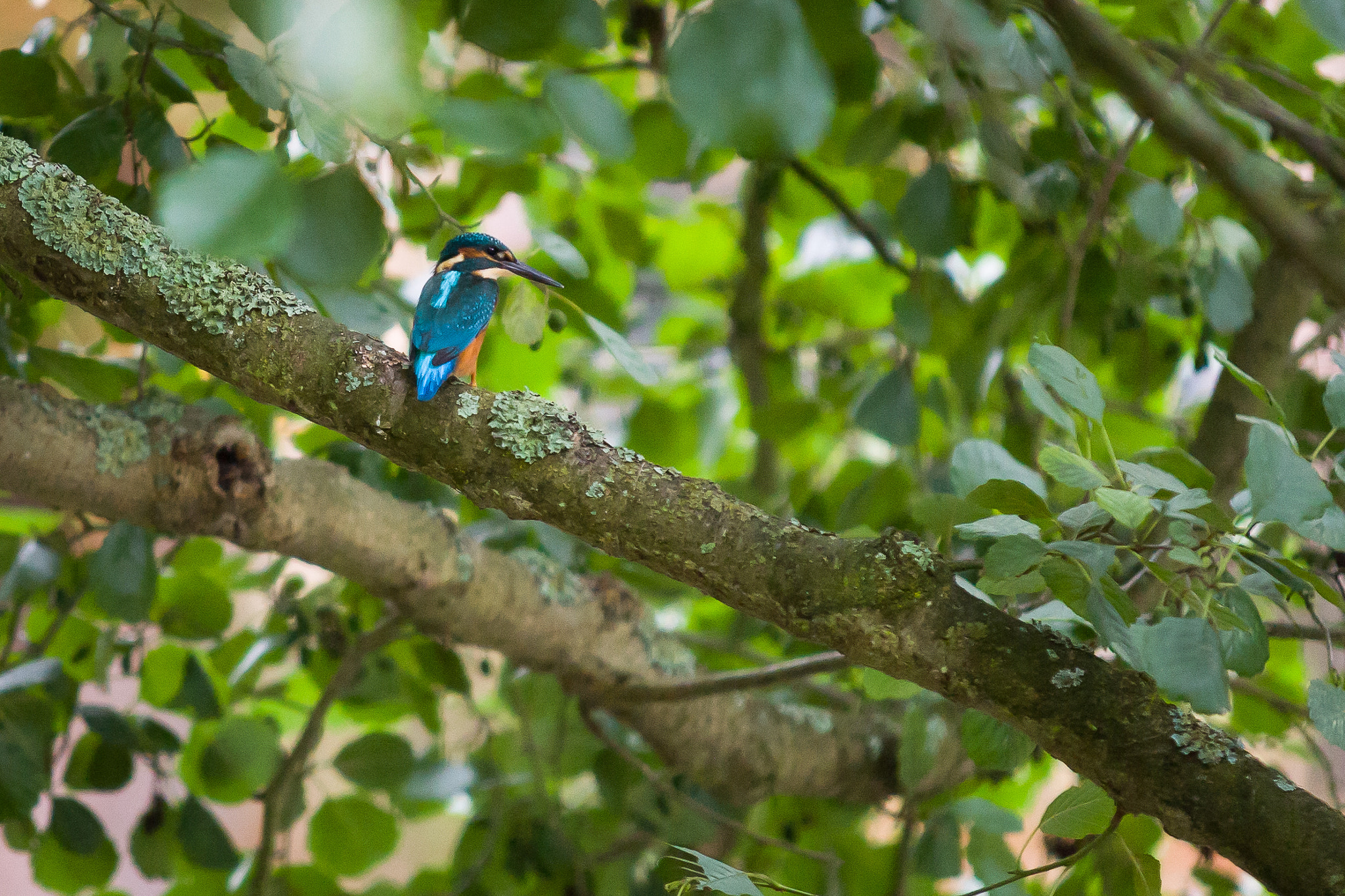 Canon EOS 5D + Sigma 70-200mm F2.8 EX DG OS HSM sample photo. Kingfisher photography