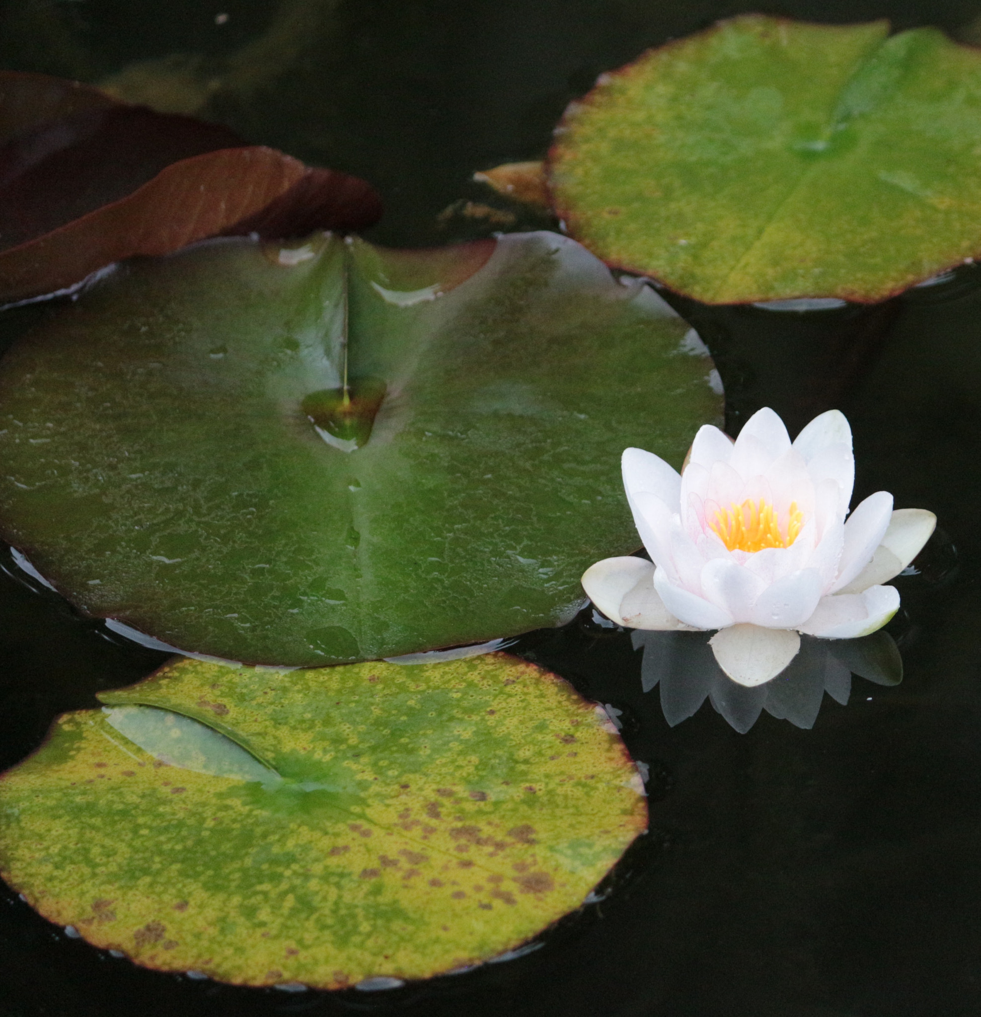 Canon EF-S 55-250mm F4-5.6 IS II sample photo. Water lily photography