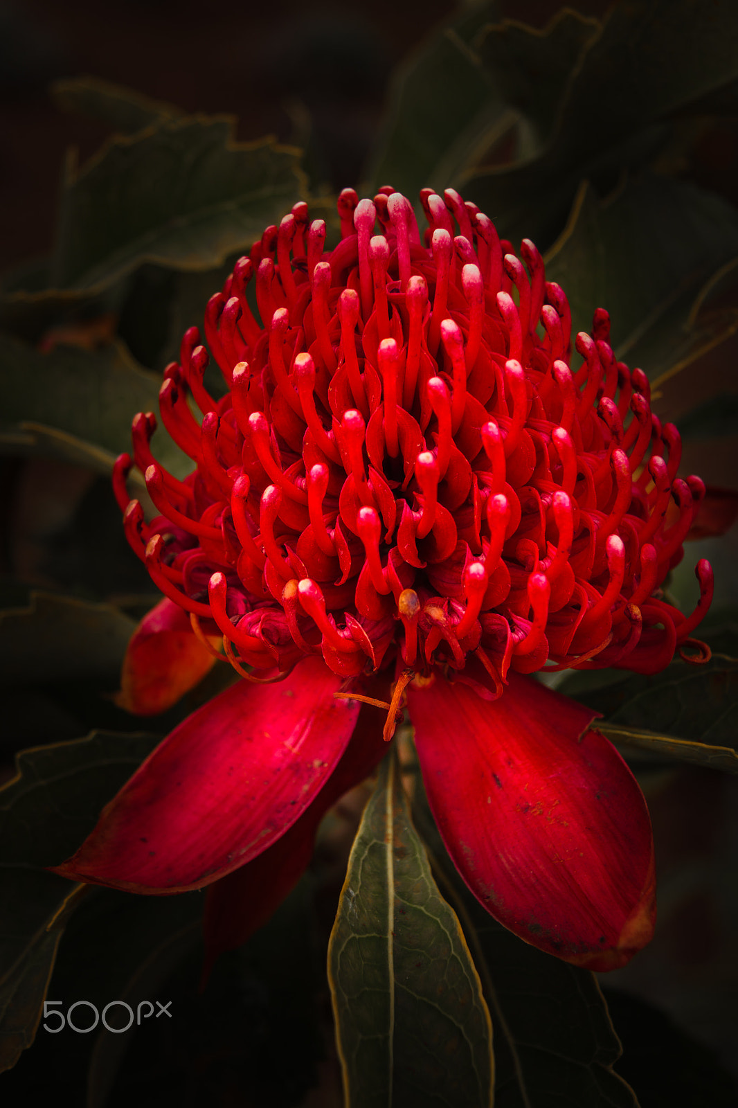 Canon EF-S 17-85mm F4-5.6 IS USM sample photo. Red flower photography