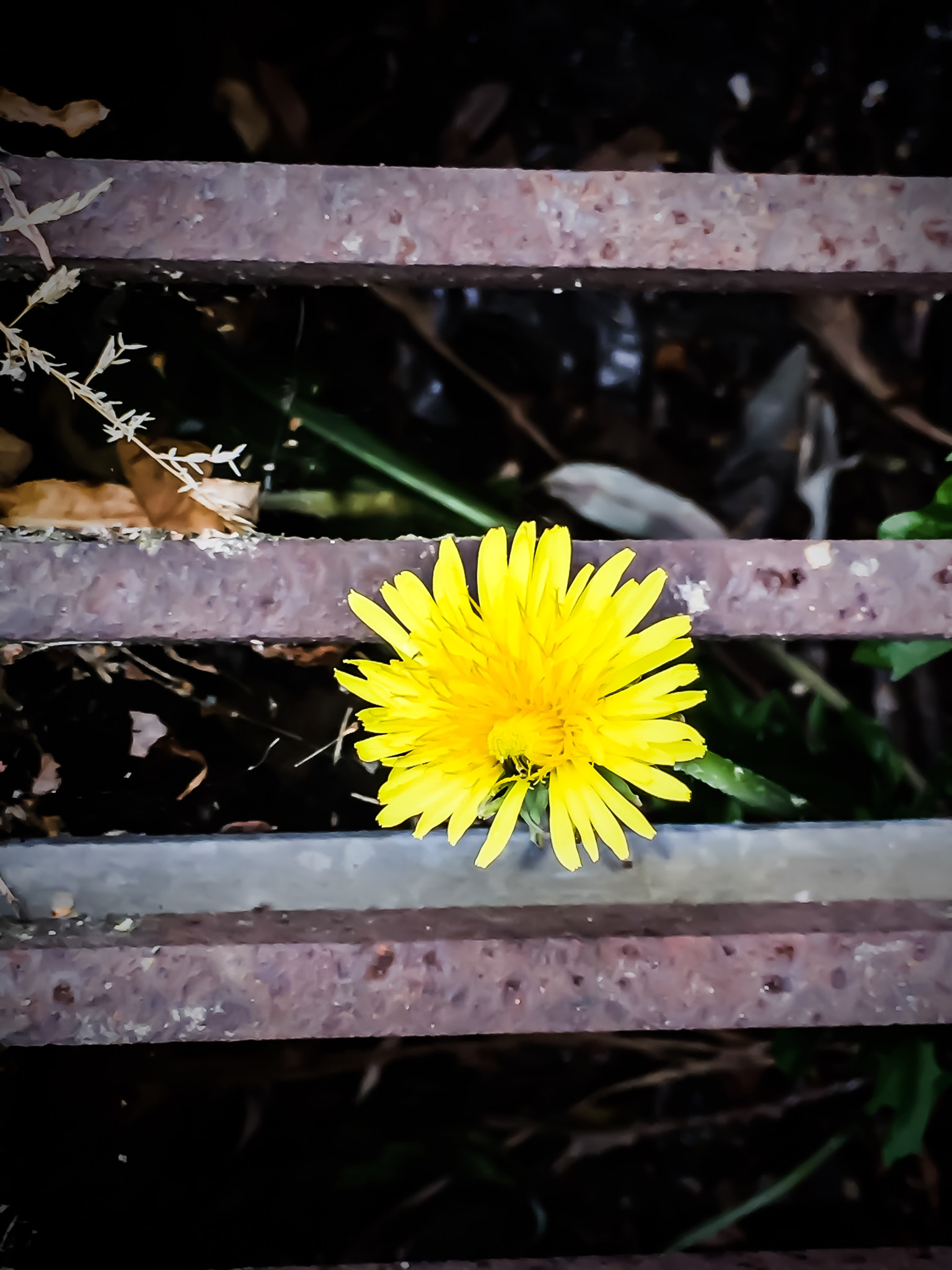 Apple iPhone7,1 sample photo