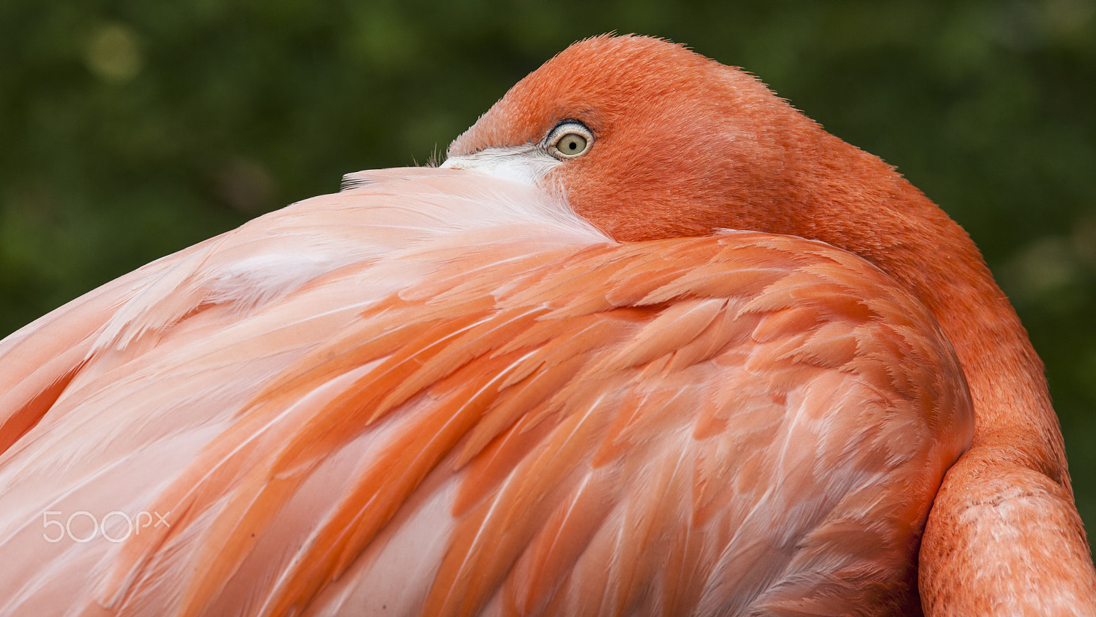Canon EOS 5D Mark II sample photo. Pink flamingo one eyed look photography