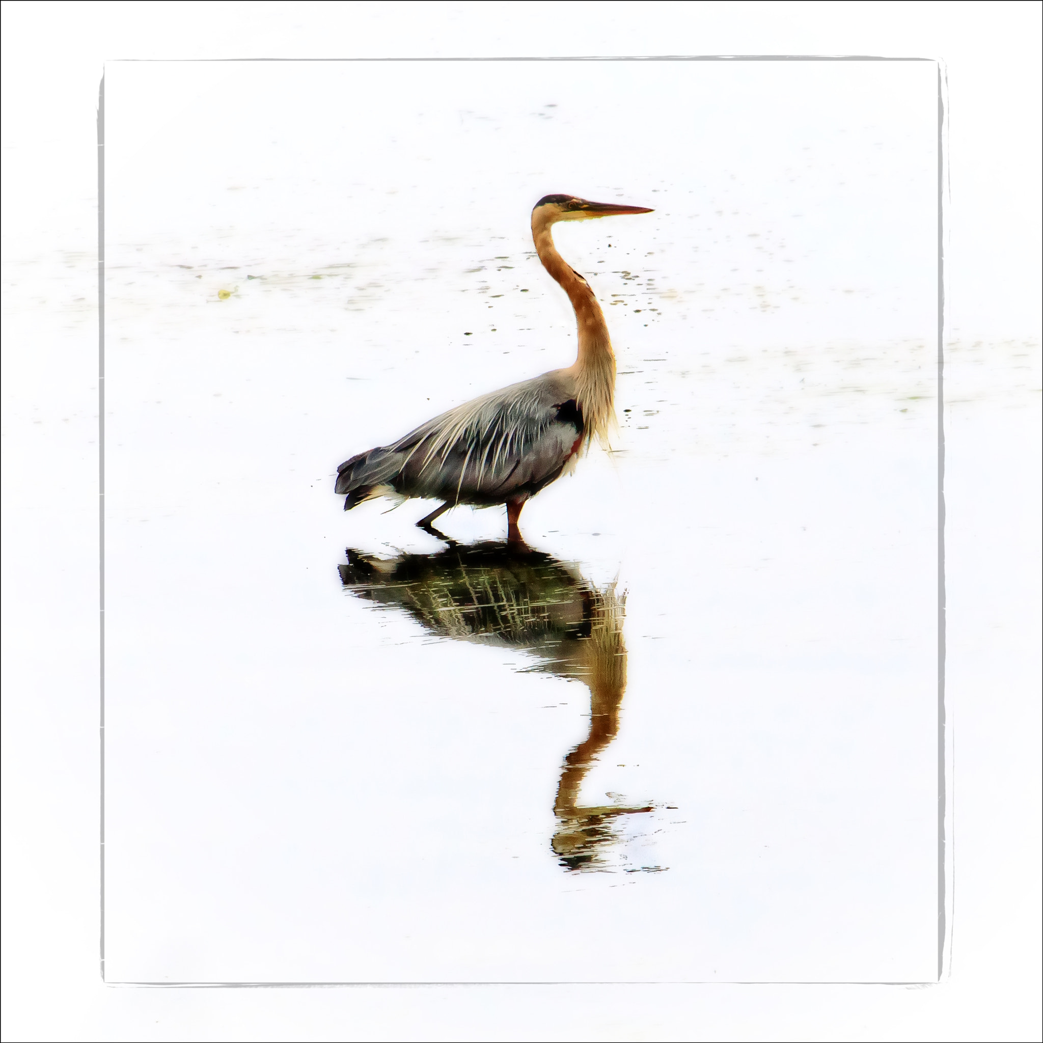 Canon EOS 760D (EOS Rebel T6s / EOS 8000D) sample photo. Fishing in the shallows photography
