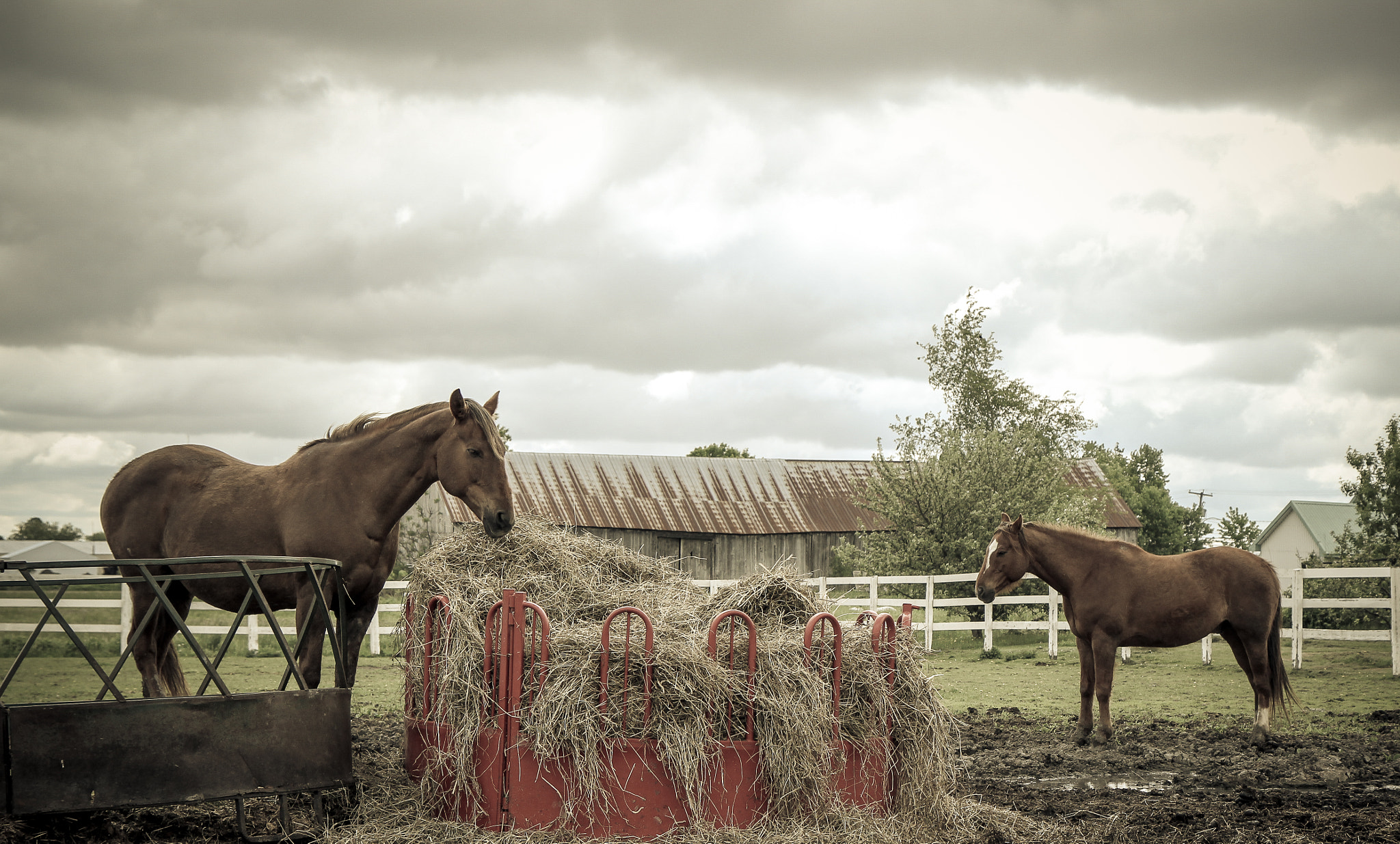 Canon EOS 550D (EOS Rebel T2i / EOS Kiss X4) sample photo. Horses photography
