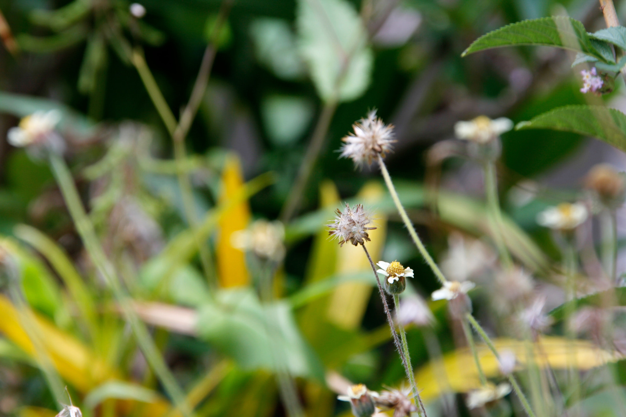 Canon EF 28-300mm F3.5-5.6L IS USM sample photo. Maranto photography
