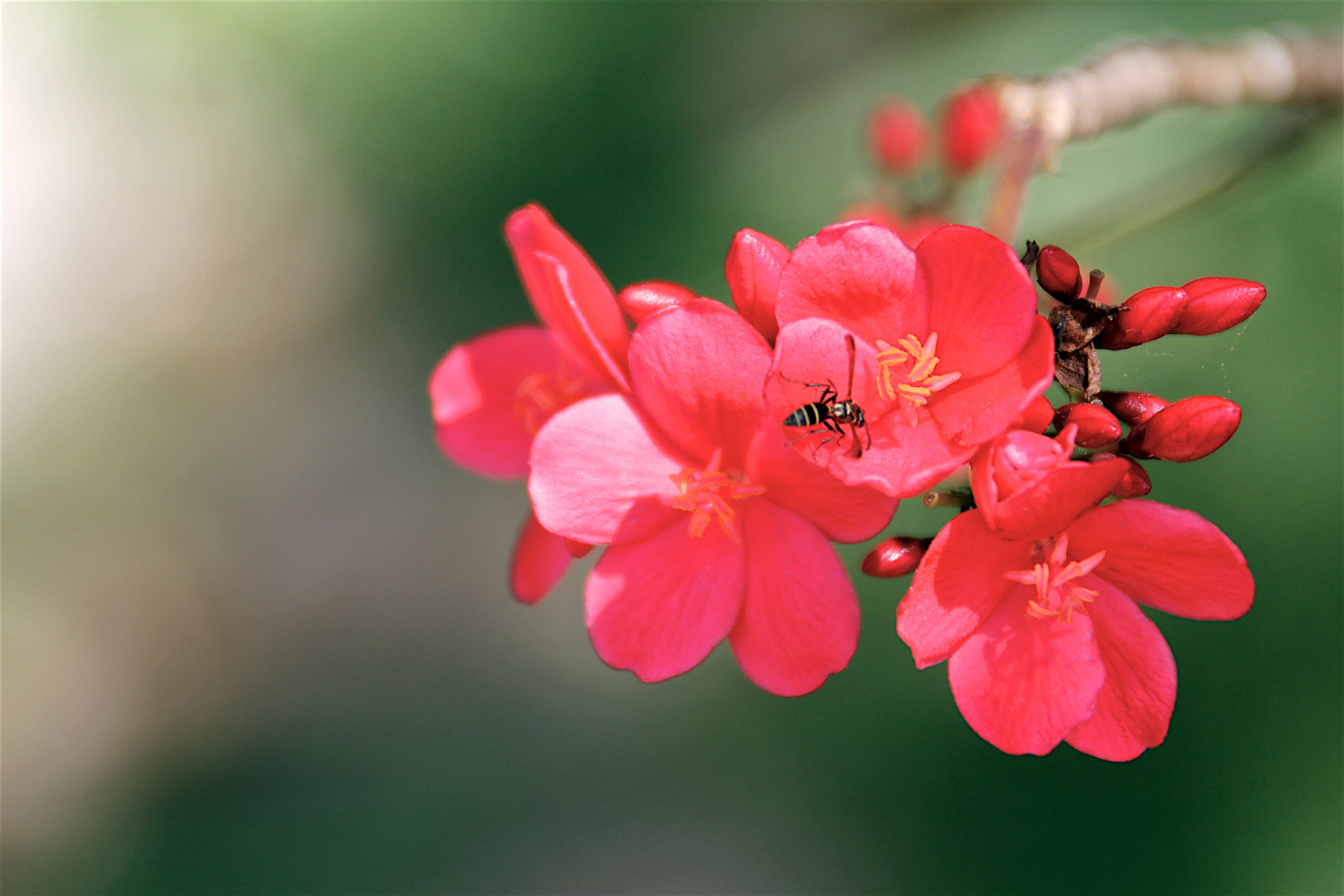Canon EF 28-300mm F3.5-5.6L IS USM sample photo. Maranto photography