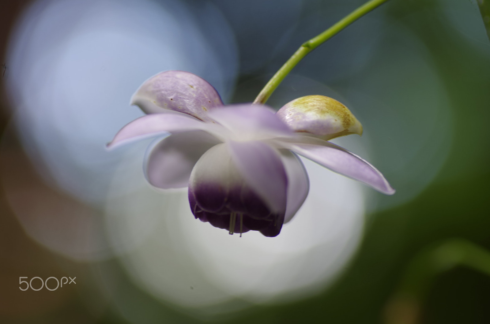 Pentax K-30 sample photo. Anemonopsis macrophylla photography