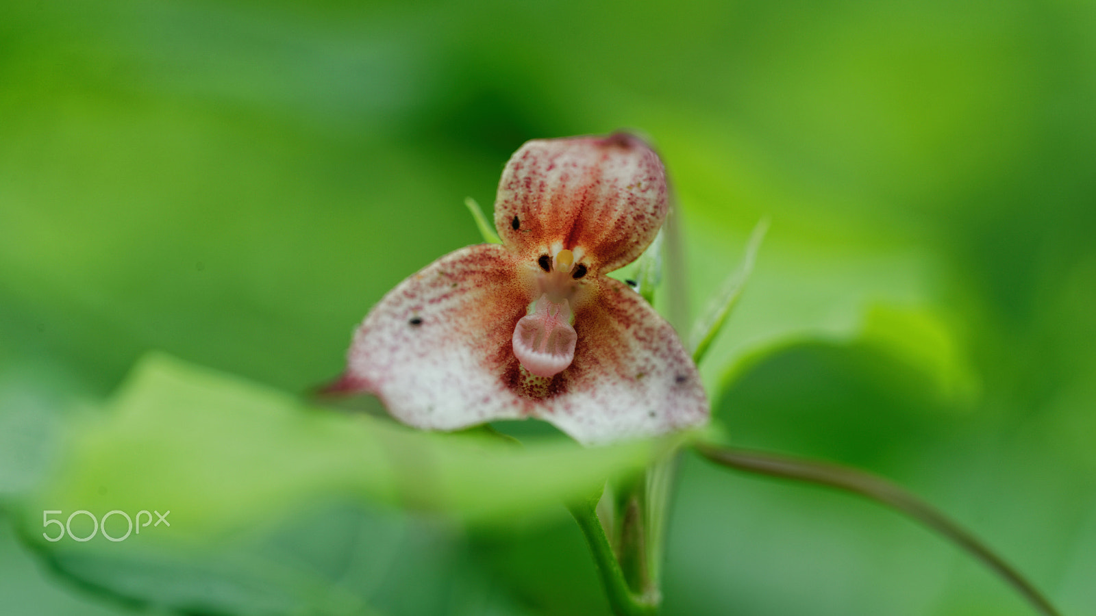Canon EF 100mm F2.8L Macro IS USM sample photo. Monkey orchid photography