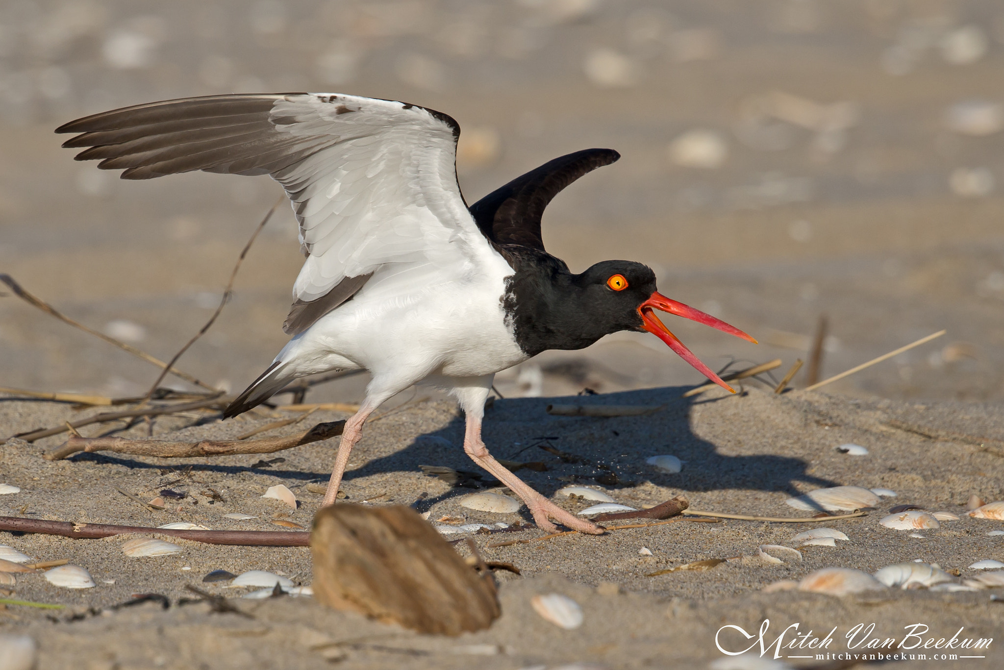 Canon EF 500mm F4L IS II USM sample photo. Ready to snap! (oystercatcher) photography