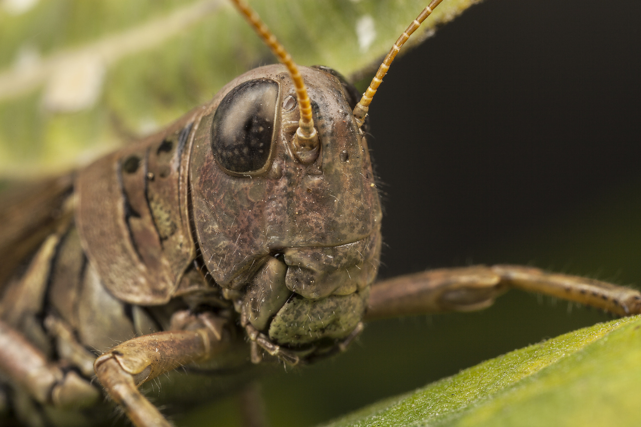 Canon EOS 5D Mark II + Canon MP-E 65mm F2.5 1-5x Macro Photo sample photo. Grasshopper outside at my studio in detroit. photography