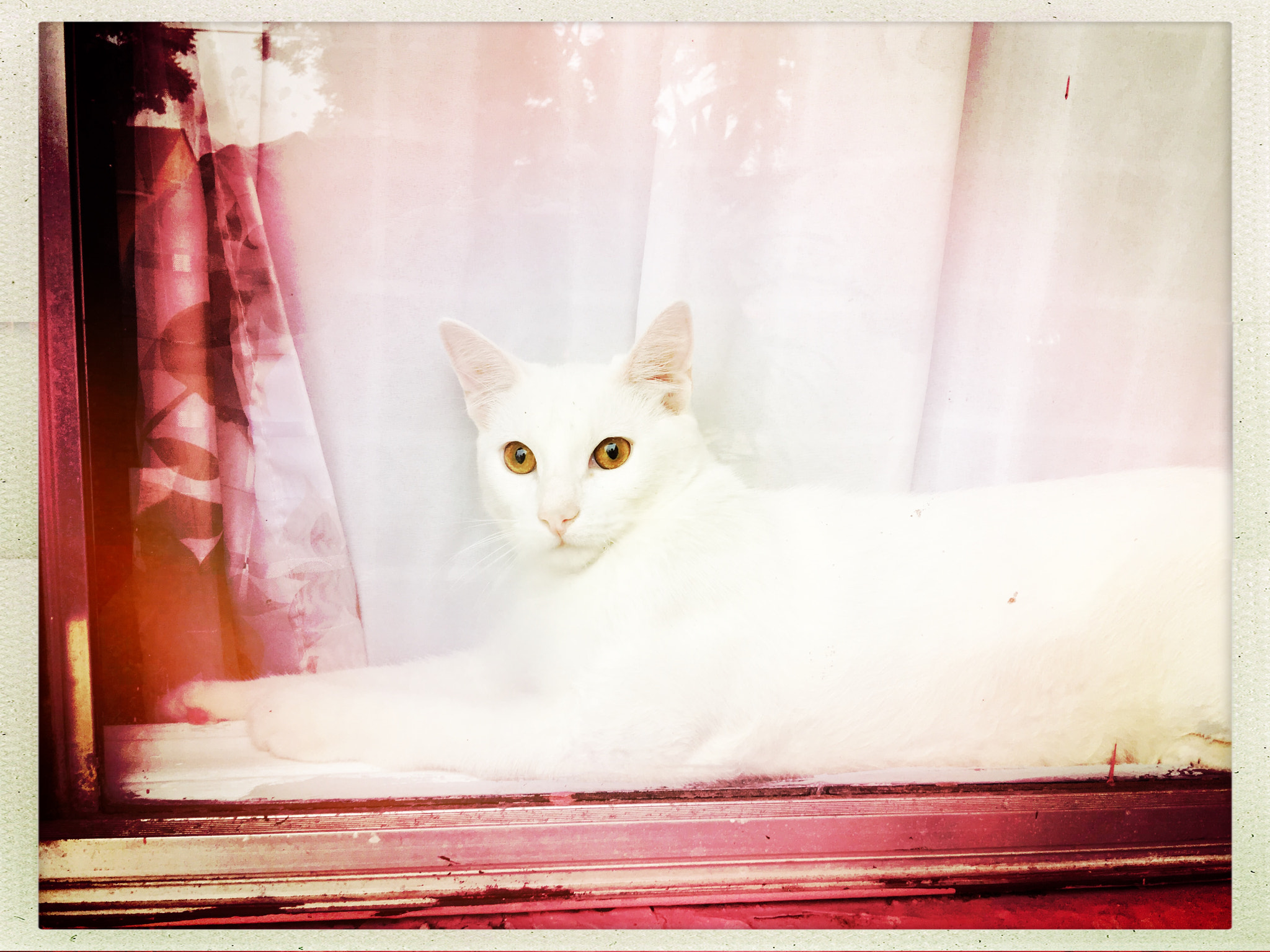 Hipstamatic 314 sample photo. Thrashy, my cat photography