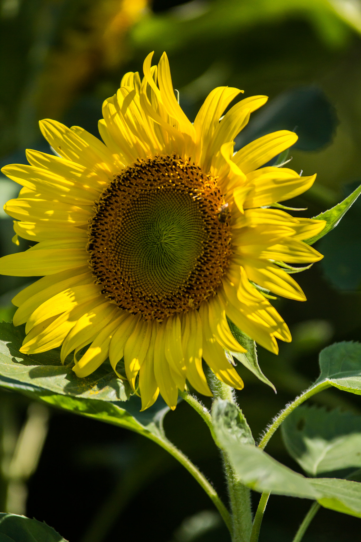 Tamron SP AF 70-200mm F2.8 Di LD (IF) MACRO sample photo. Sunflower photography