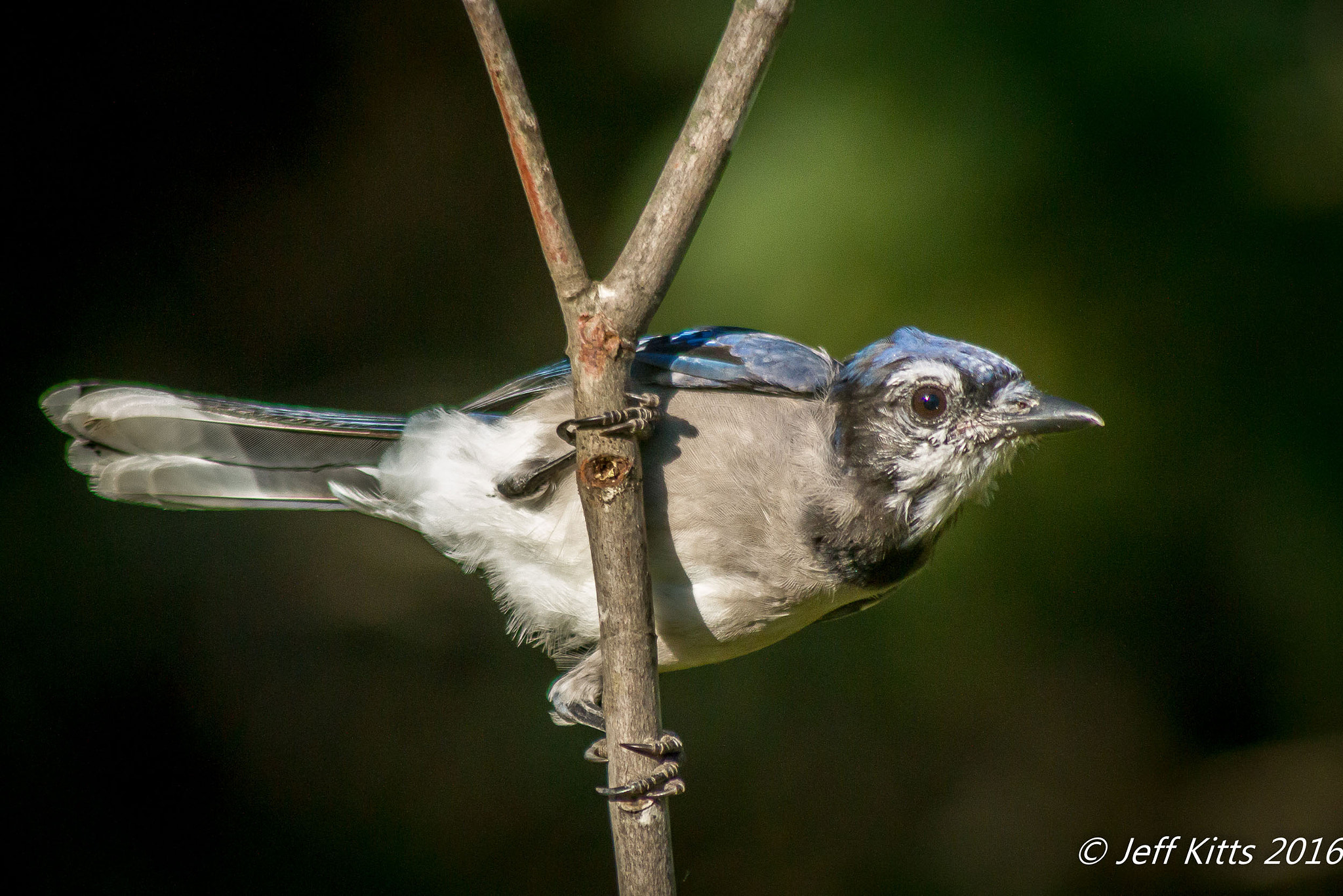 Canon EF 75-300mm f/4-5.6 USM sample photo. 4209-blue jay photography