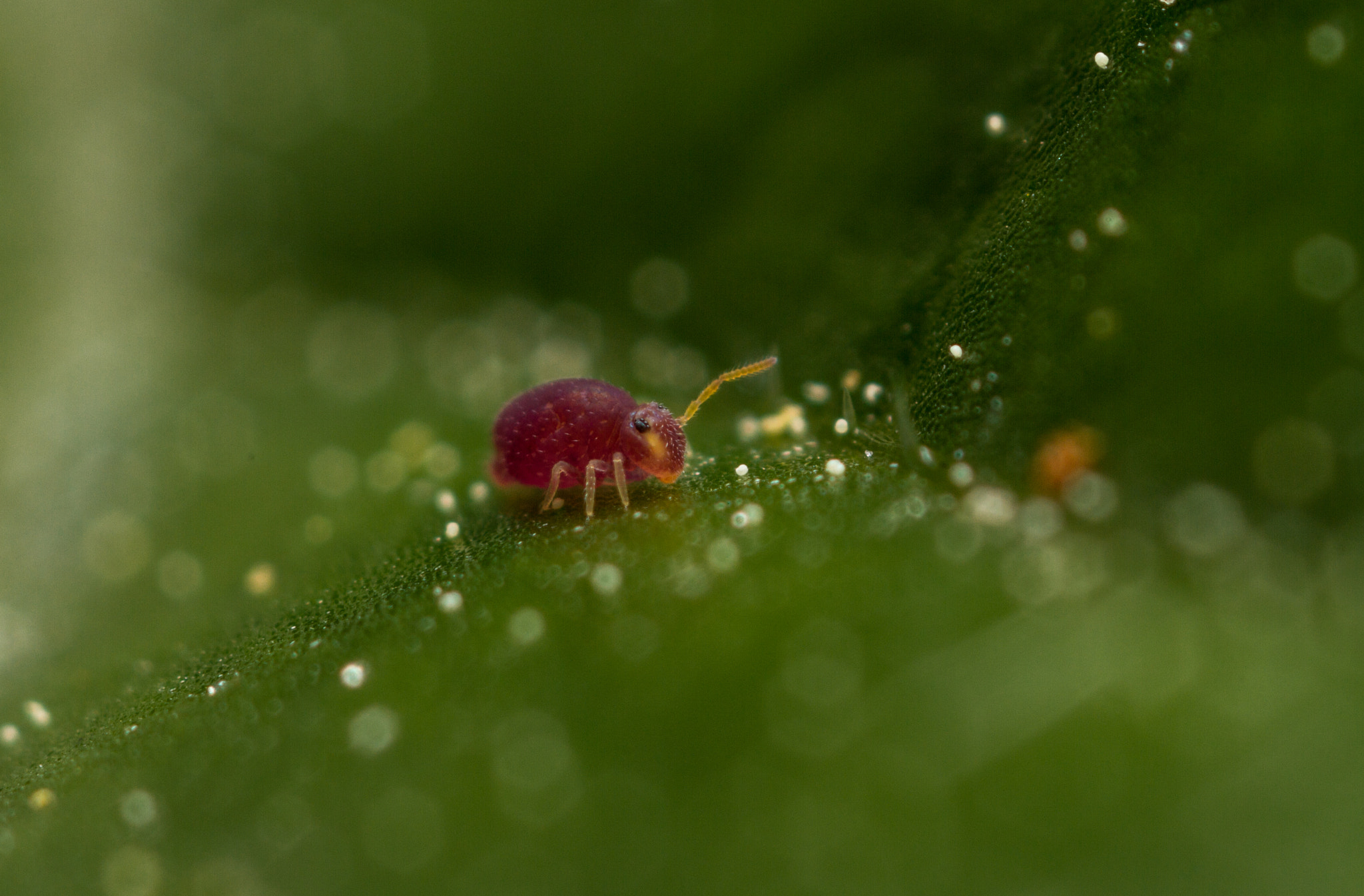 Canon MP-E 65mm F2.5 1-5x Macro Photo sample photo. Deuterosminthurus pallipes photography