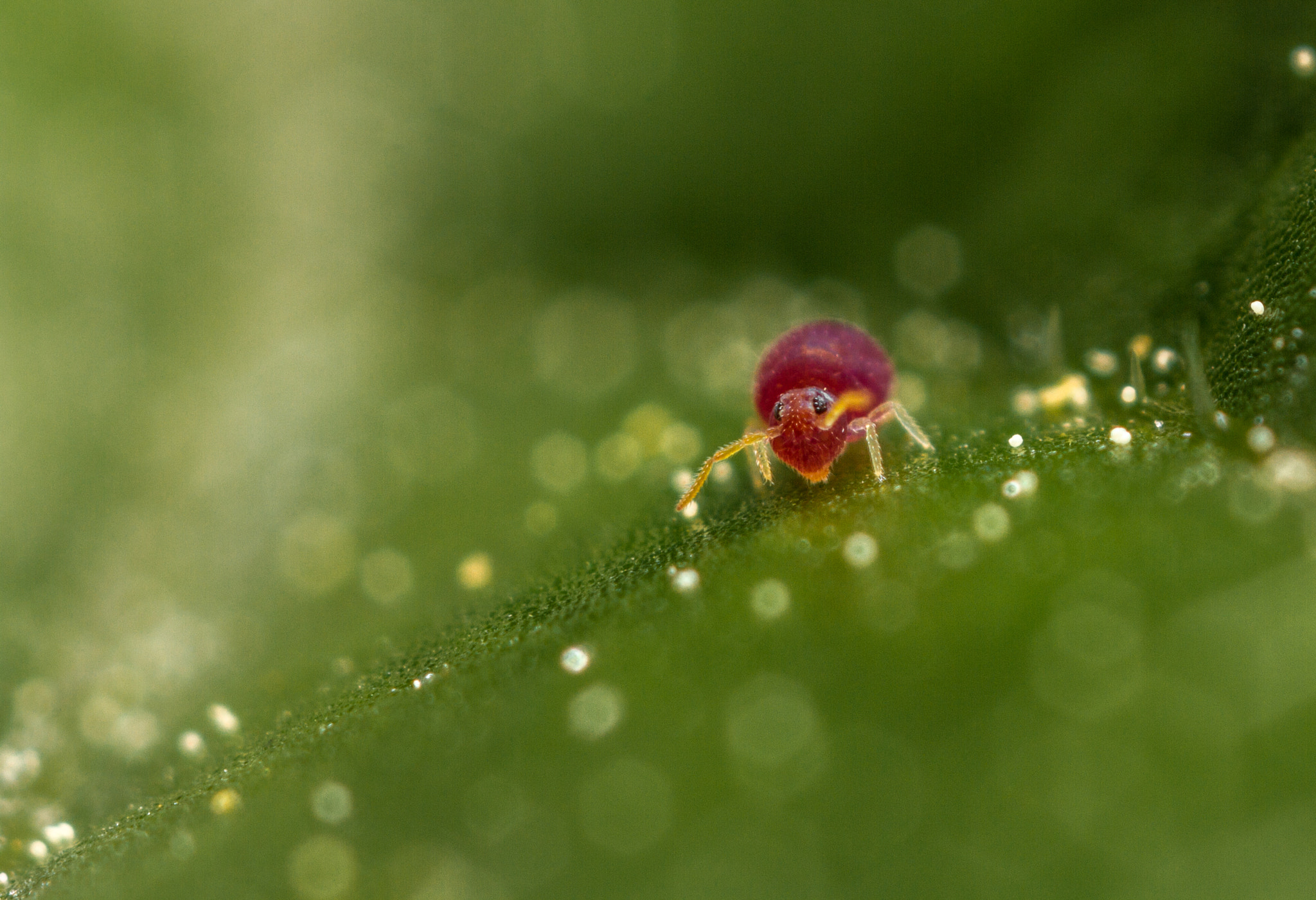 Canon MP-E 65mm F2.5 1-5x Macro Photo sample photo. Deuterosminthurus pallipes photography