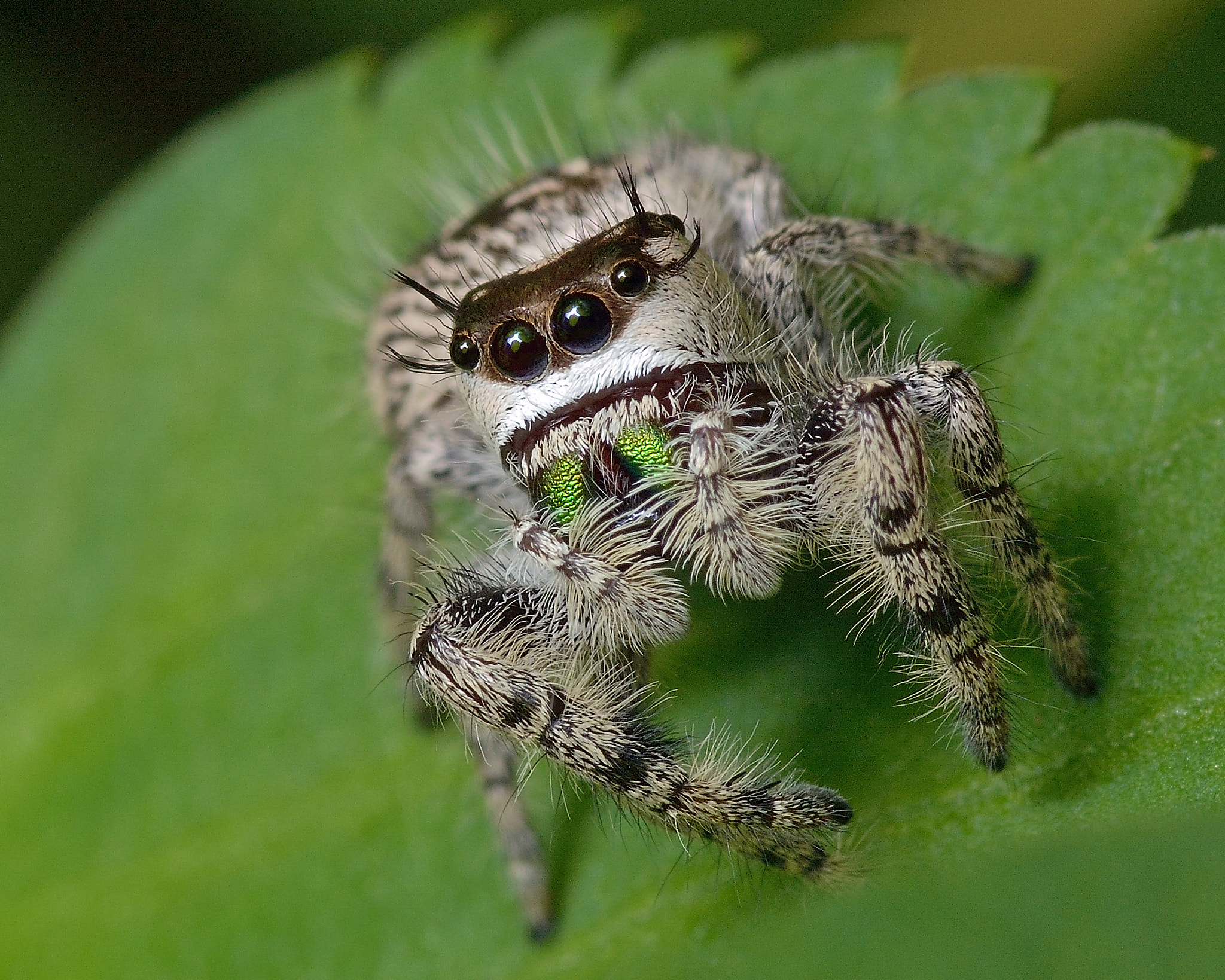 Nikon D7200 + Tokina AT-X Pro 100mm F2.8 Macro sample photo. Jumping spider photography