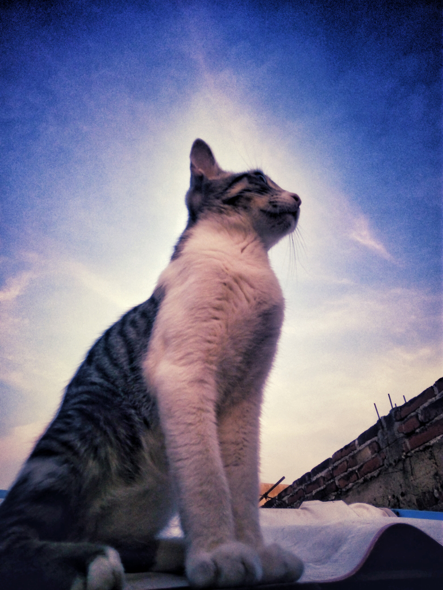 ZTE BLADE V6 sample photo. The cat ... photography
