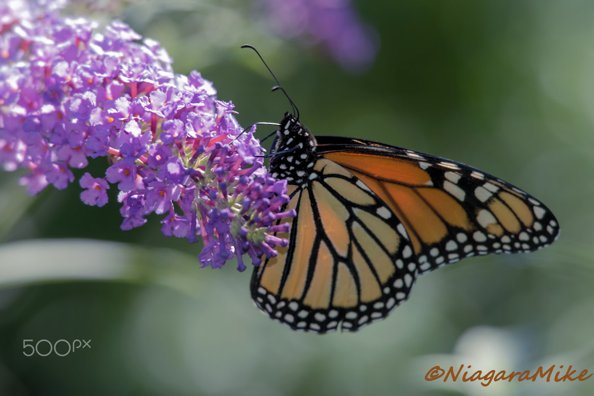 Nikon D810 + Nikon AF-S Nikkor 300mm F4D ED-IF sample photo. Monarch butterfly photography