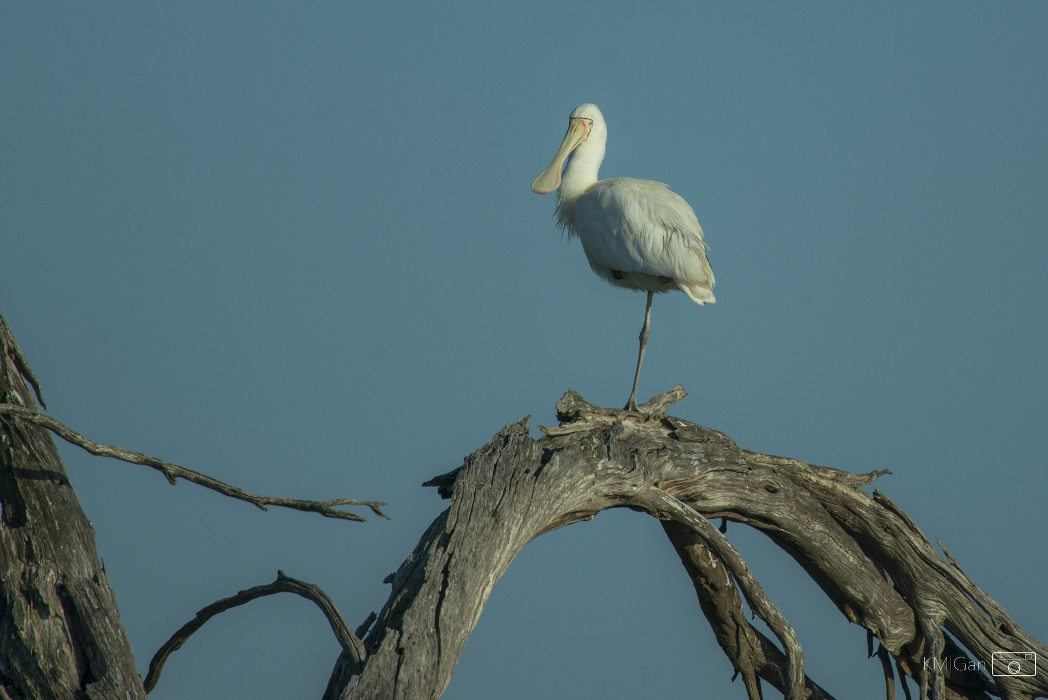 Nikon Nikkor AF-S 300mm F4E PF ED VR sample photo. Take a rest photography