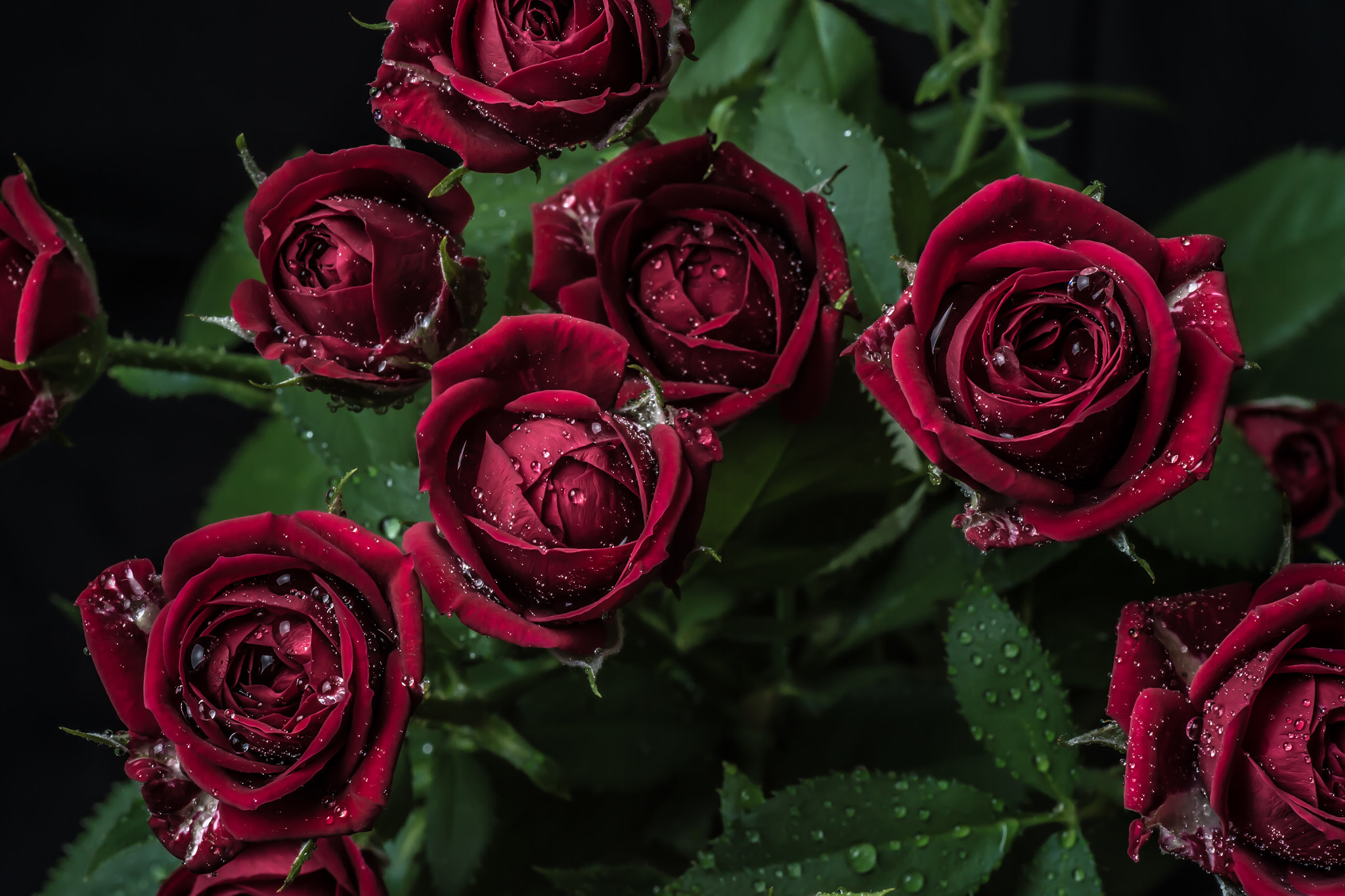Nikon D4S sample photo. Rose photography