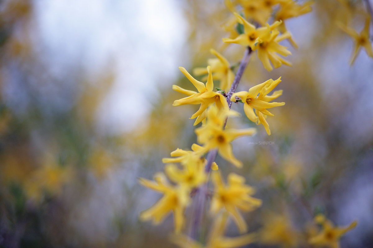 Canon EOS 5D + Canon EF 100mm F2.0 USM sample photo. Korean forsythia photography