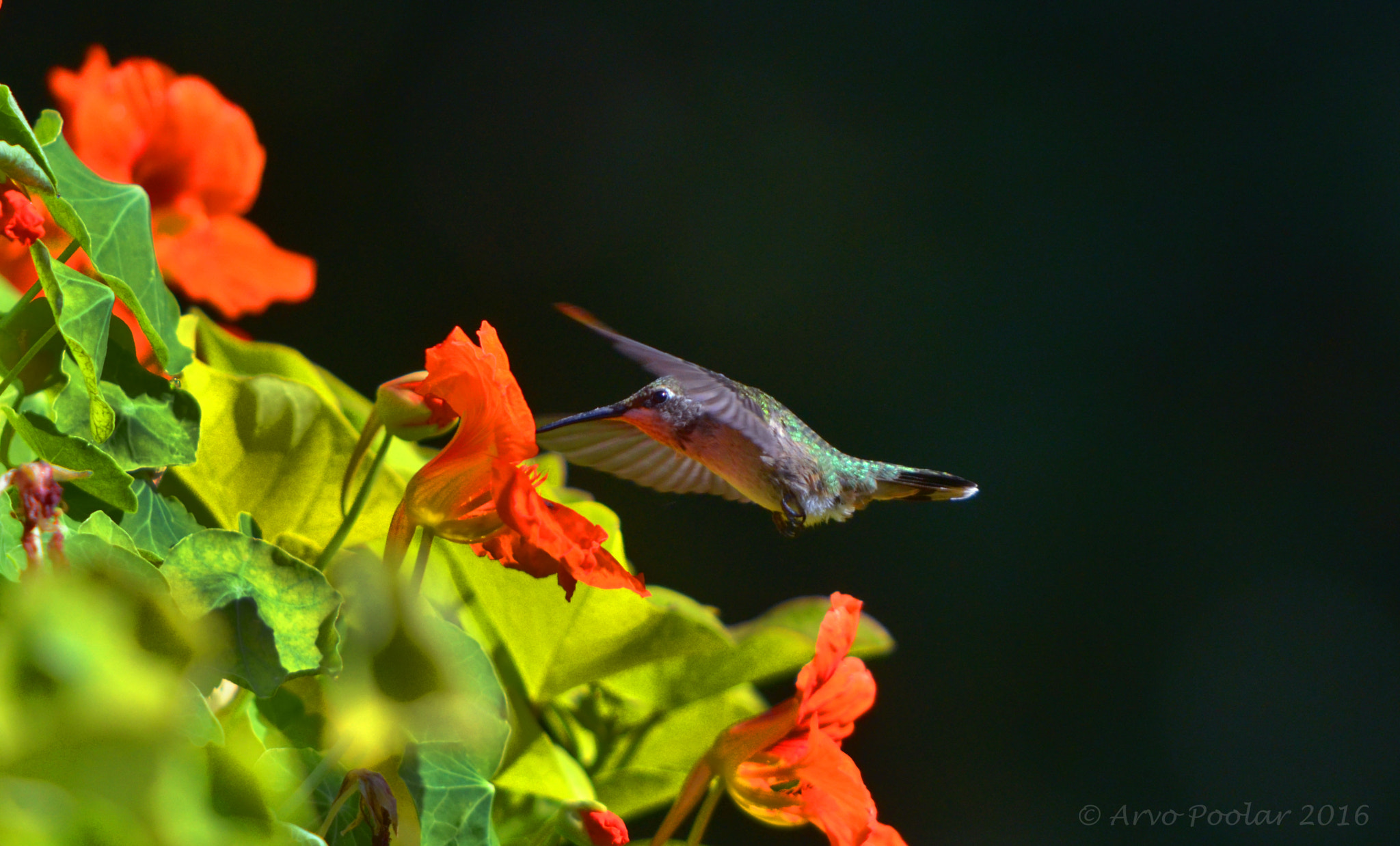 Nikon D7000 sample photo. Hummer and flowers photography