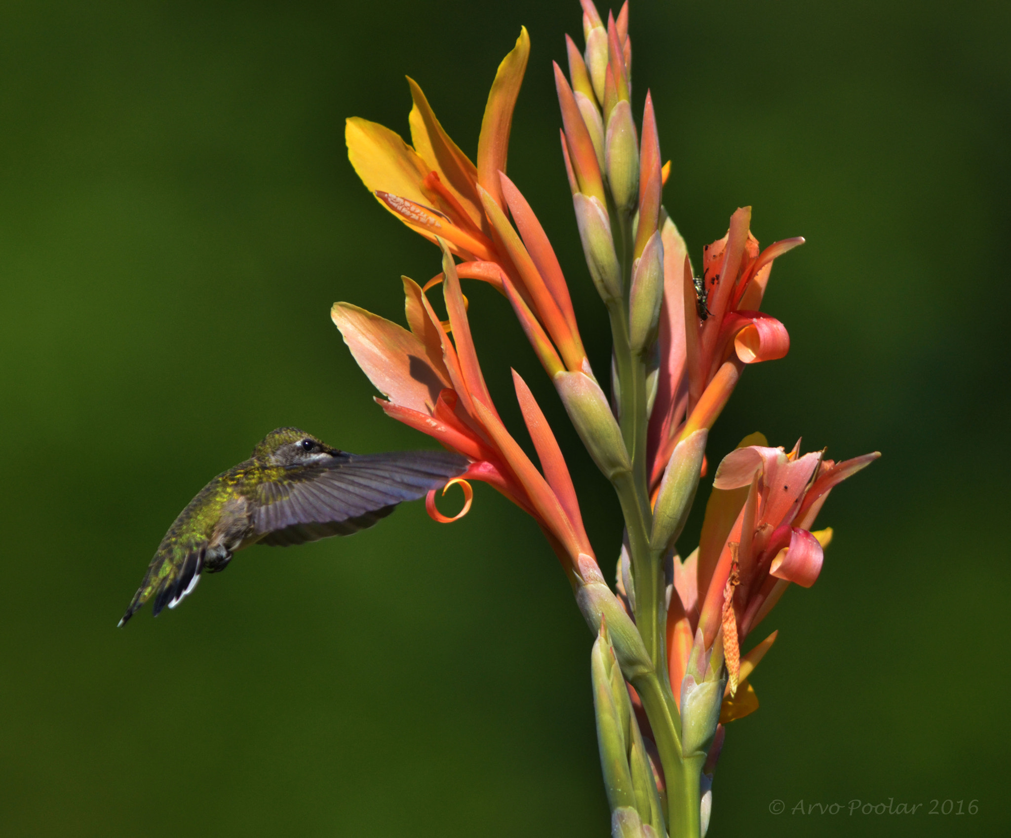 IX-Nikkor 30-60mm f/4-5.6 sample photo. Hummer and flowers photography