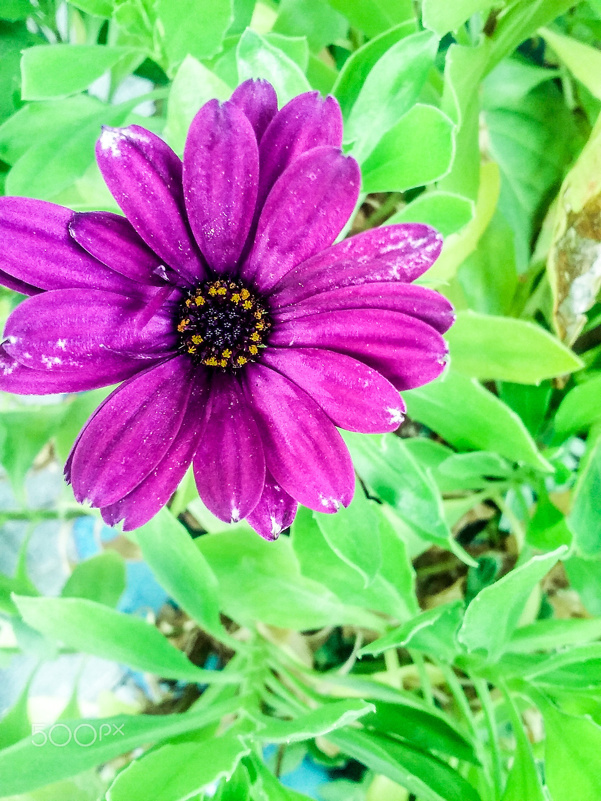 LG SUNSET sample photo. Purple flower photography