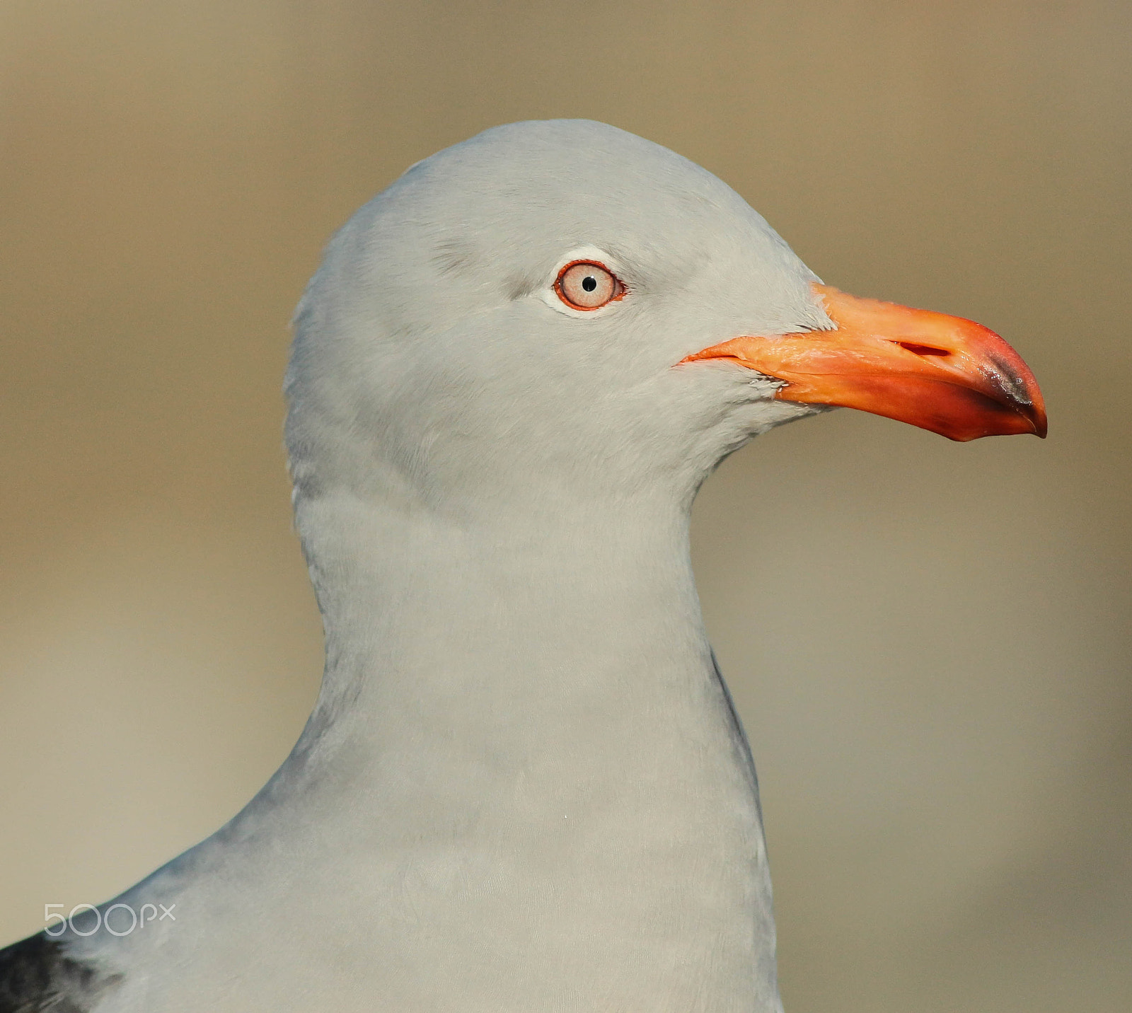 Canon EOS 700D (EOS Rebel T5i / EOS Kiss X7i) + Canon EF 400mm F5.6L USM sample photo. Gaviota-gris, dolphin gull (leucophaeus scoresbii) photography