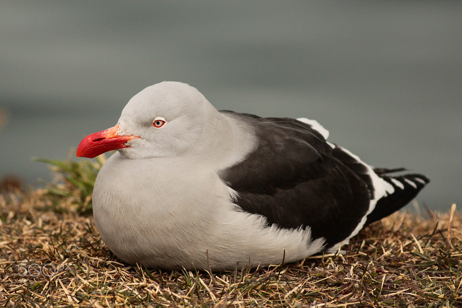 Canon EOS 700D (EOS Rebel T5i / EOS Kiss X7i) + Canon EF 400mm F5.6L USM sample photo. Gaviota-gris, dolphin gull (leucophaeus scoresbii) photography