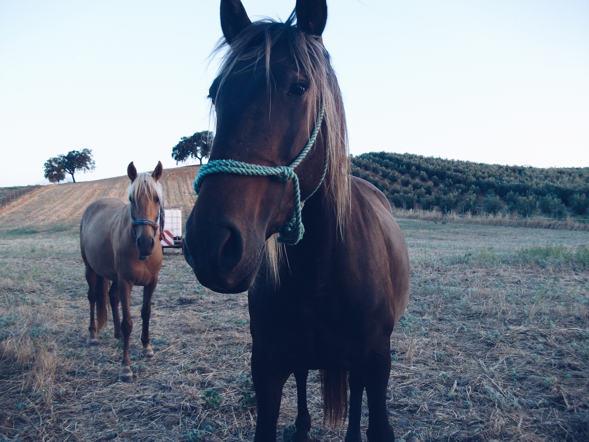 Fujifilm A170 A180 sample photo