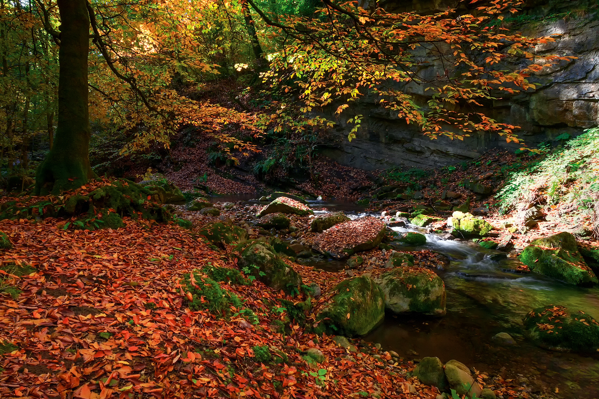 Canon EOS 5D + Canon EF 20-35mm F3.5-4.5 USM sample photo. A beautiful fall photography