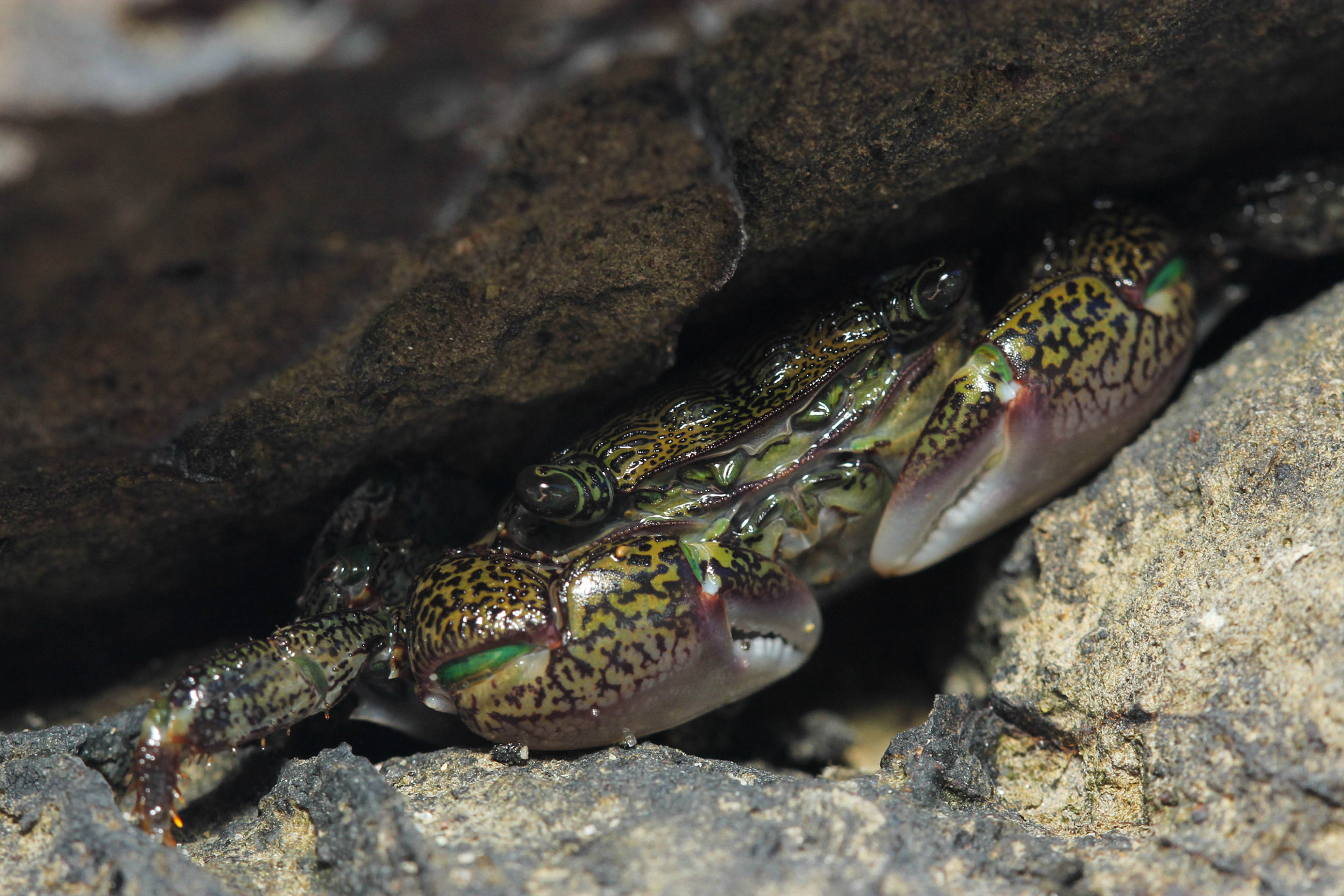 Canon EF 100mm F2.8 Macro USM sample photo. Lined shore crab photography