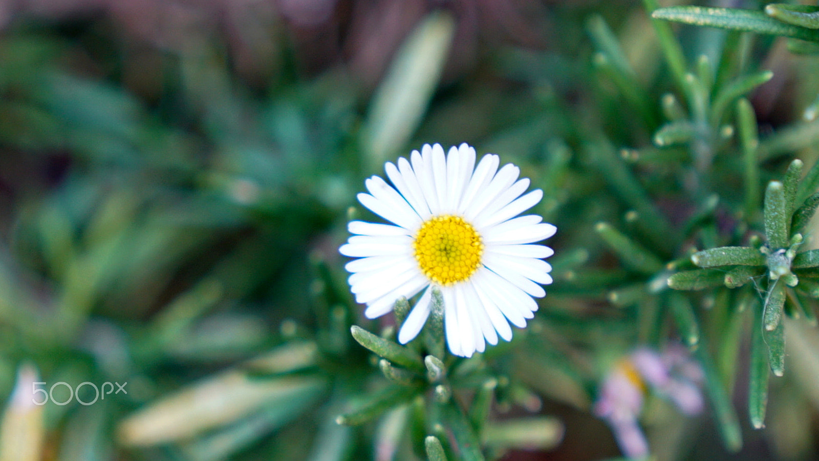 Sony a7S II + Sony FE 24-70mm F2.8 GM sample photo. Fresh photography