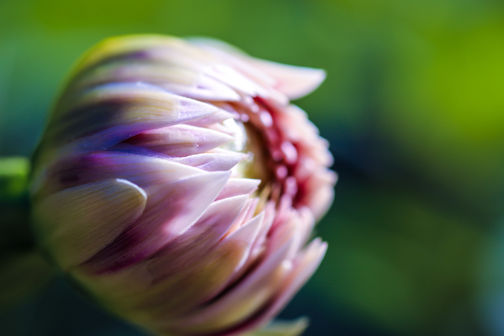 Canon 90mm sample photo. One last flower? photography