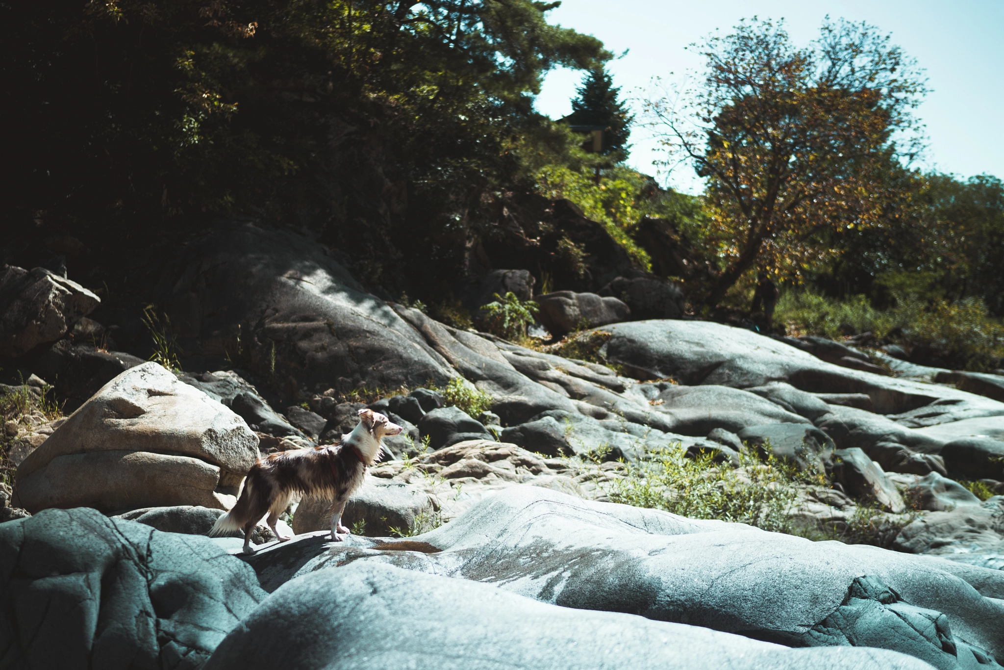 Sony a7 + Sony Distagon T* FE 35mm F1.4 ZA sample photo. Yeongwoel dog photography