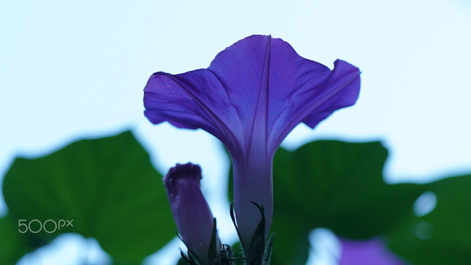 Sony a7S II + Sony FE 24-70mm F2.8 GM sample photo. The bachelor photography