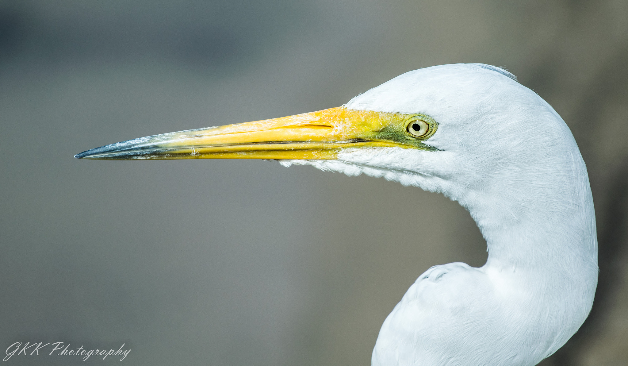 Nikon AF-S Nikkor 200-500mm F5.6E ED VR sample photo. Egret head close up photography