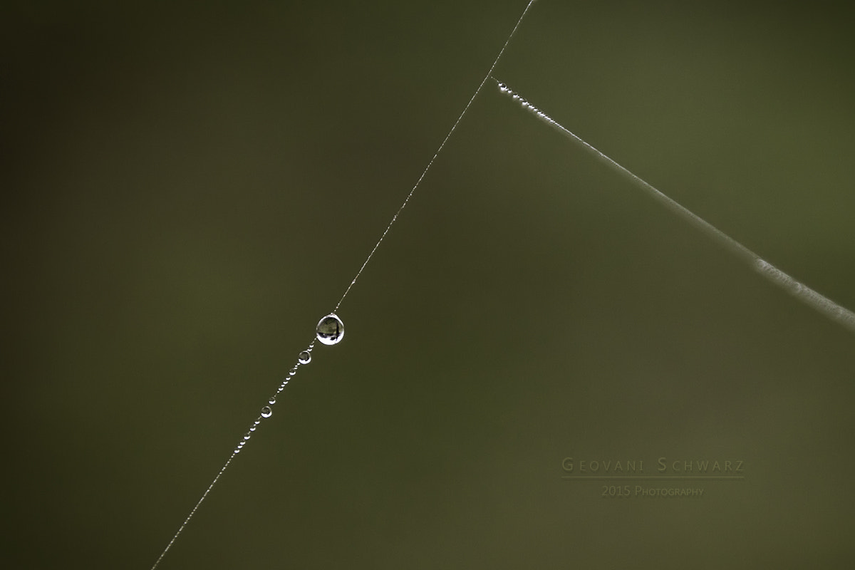 Sigma 18-250mm F3.5-6.3 DC OS HSM sample photo. Hanging photography