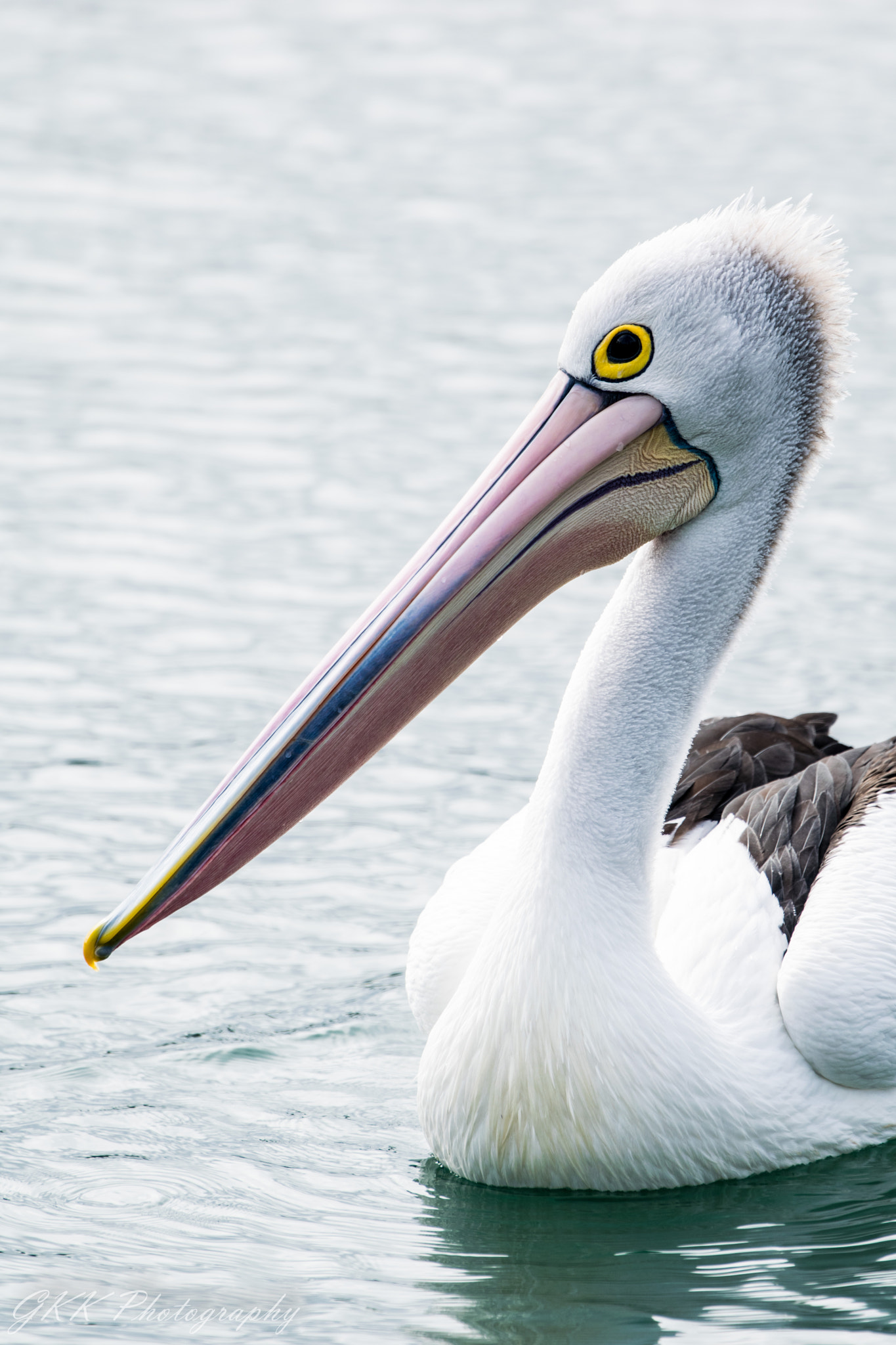 Nikon AF-S Nikkor 200-500mm F5.6E ED VR sample photo. Pelican head photography