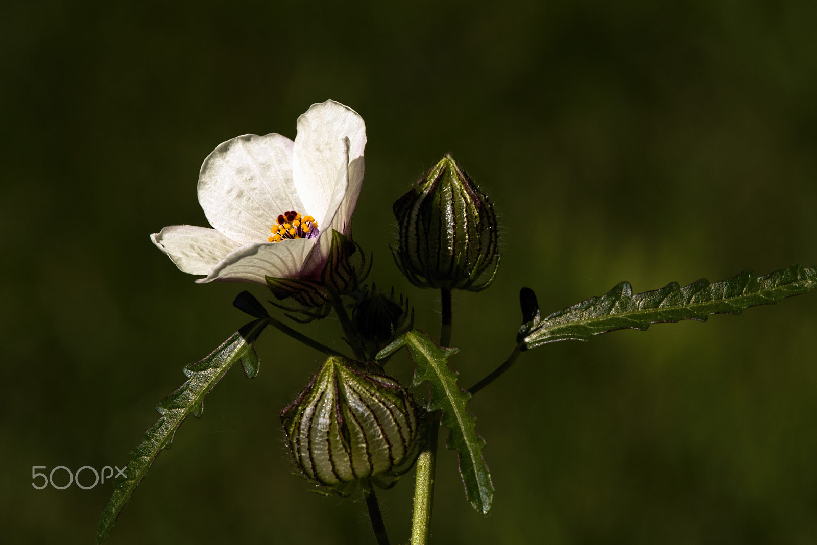 Nikon AF-S Nikkor 300mm F4D ED-IF sample photo. White wildflower in the garden 0903 photography