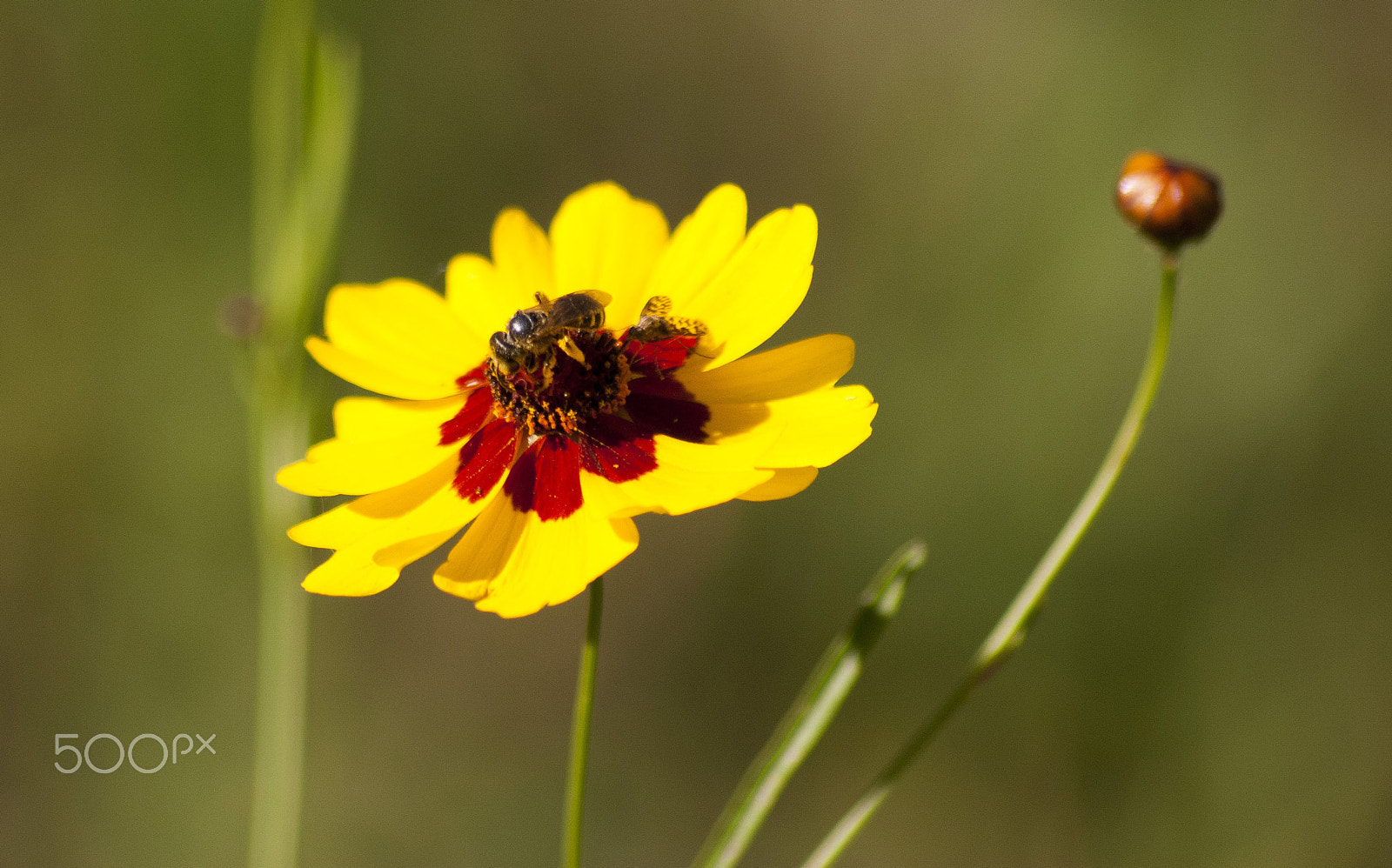 Sigma 70-300mm F4-5.6 APO DG Macro sample photo. Fly and bee on yellow flower photography