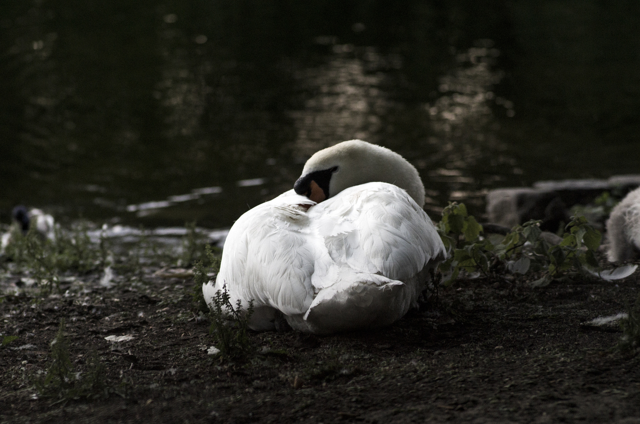 Pentax K-30 sample photo. Silent swan photography