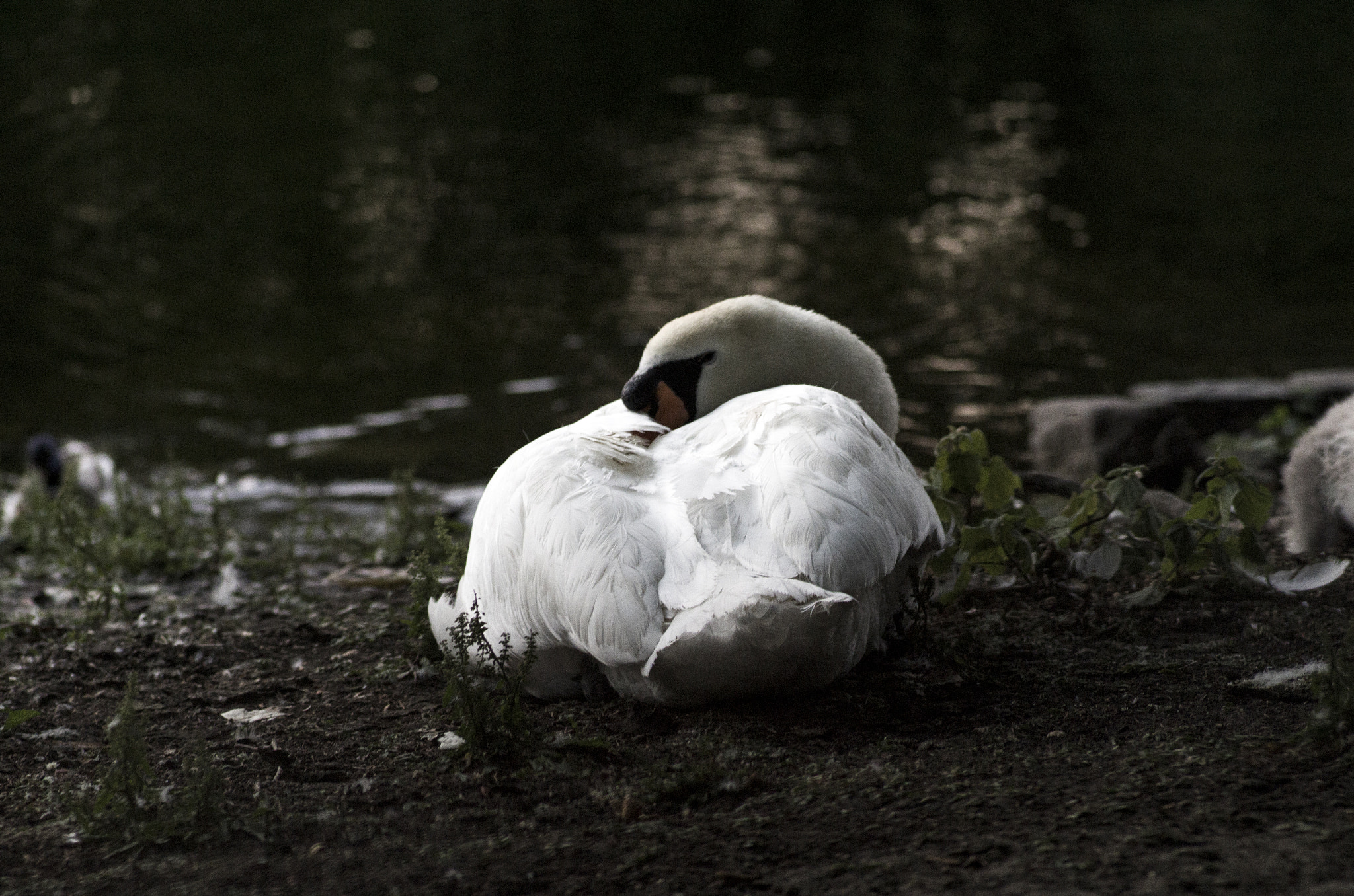 Pentax smc D-FA 100mm F2.8 Macro WR sample photo. Silent swan photography